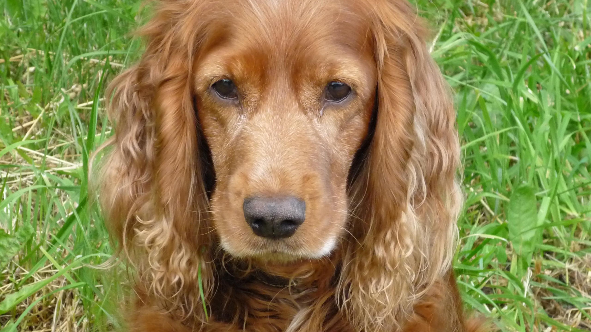 Грустный спаниель в траве