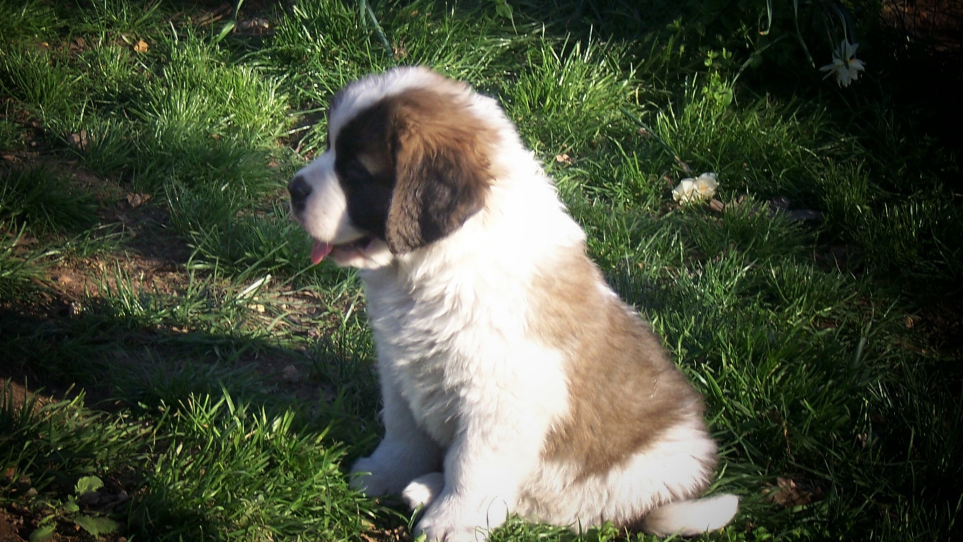 Щенок сенбернара на траве