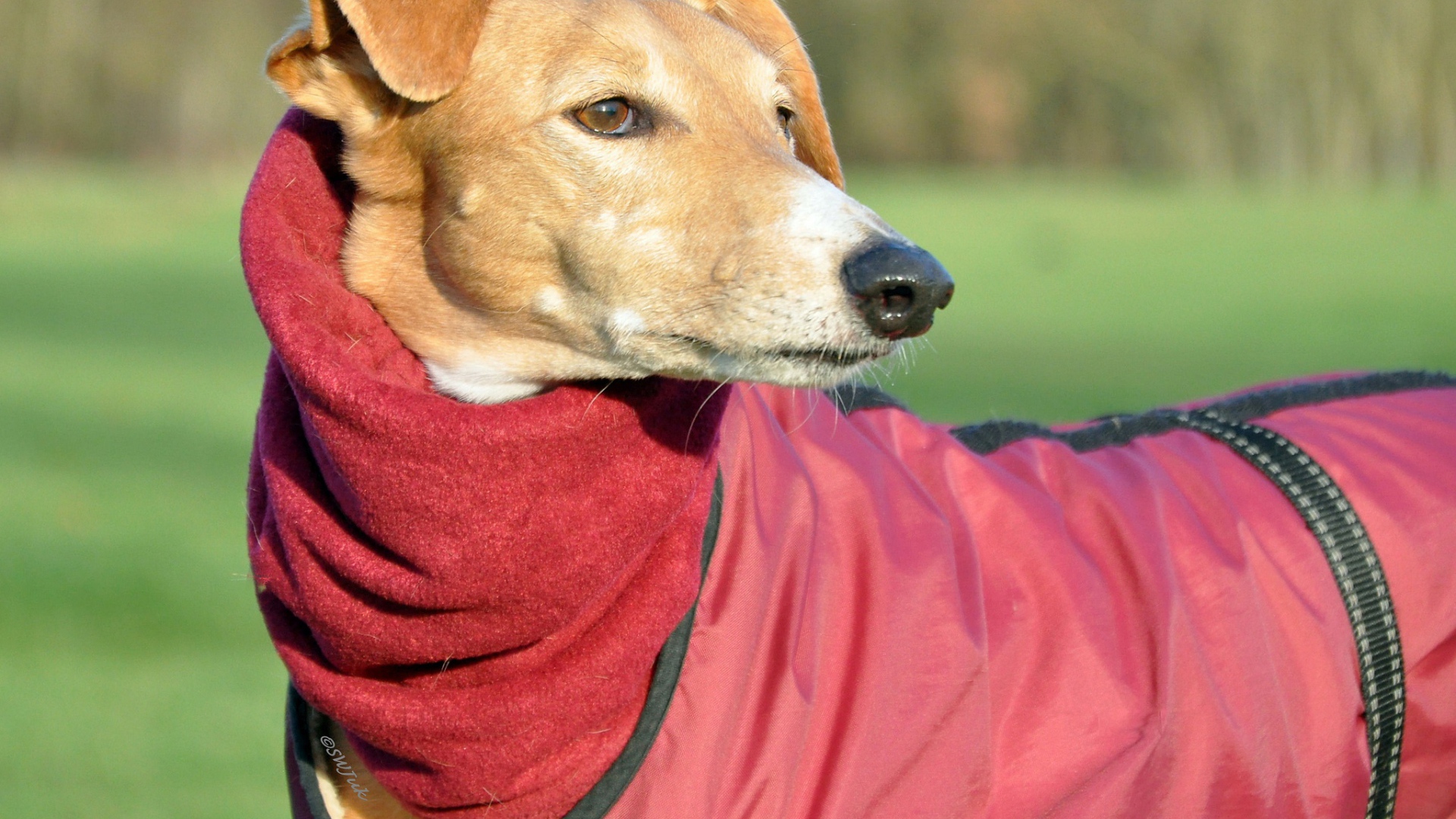 Пес салюки в теплом наряде