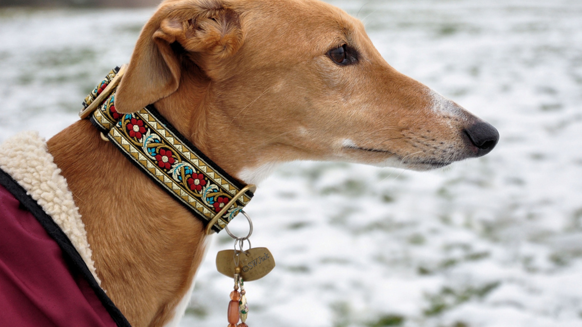 Салюки в красивом ошейнике