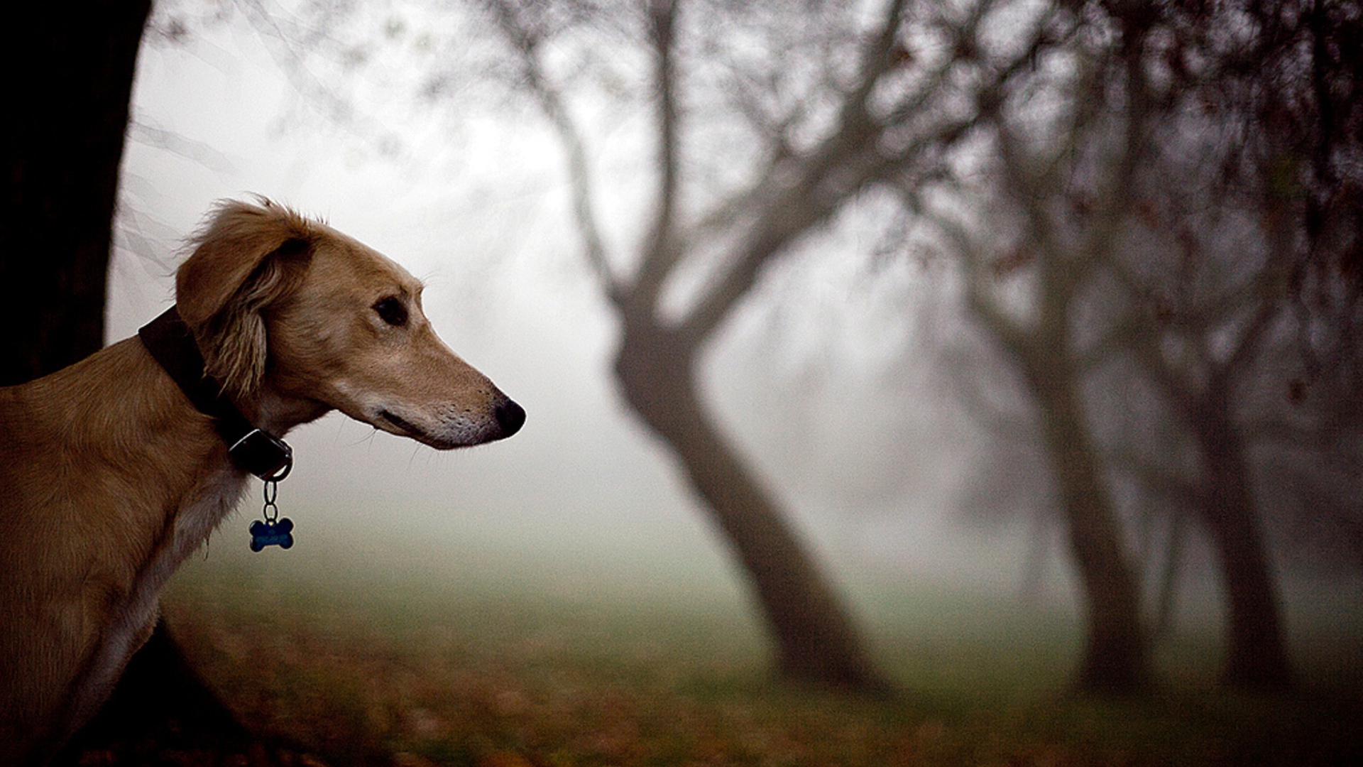 Салюки в лесу