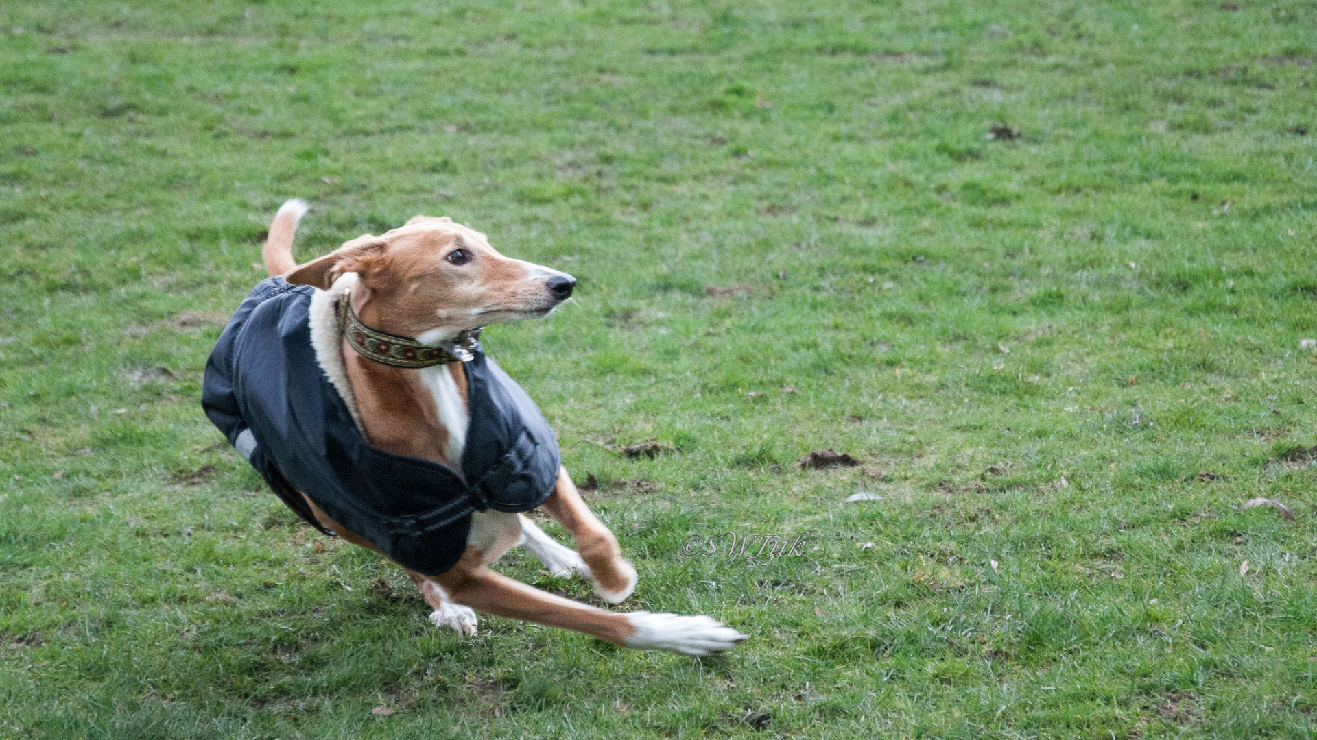 Салюки быстро бегает