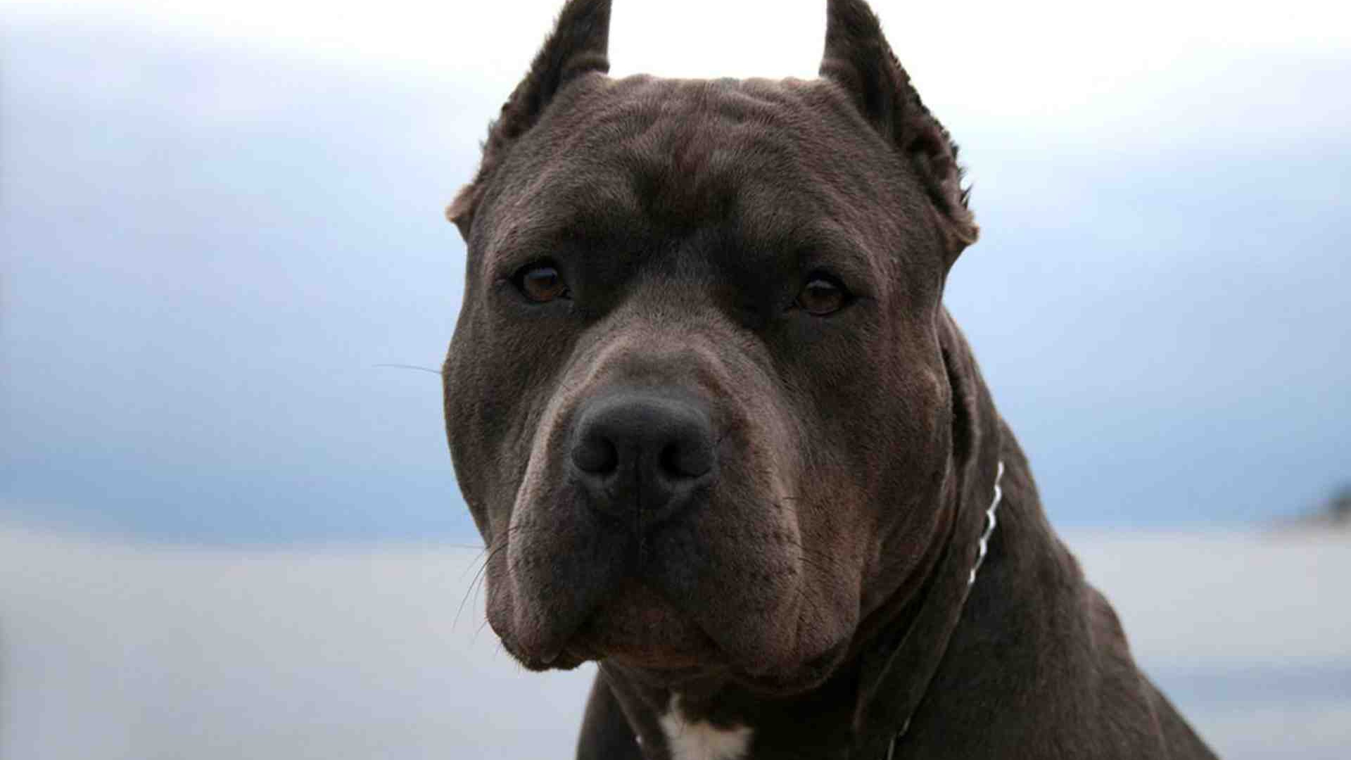 Серьезный взгляд питбуля
