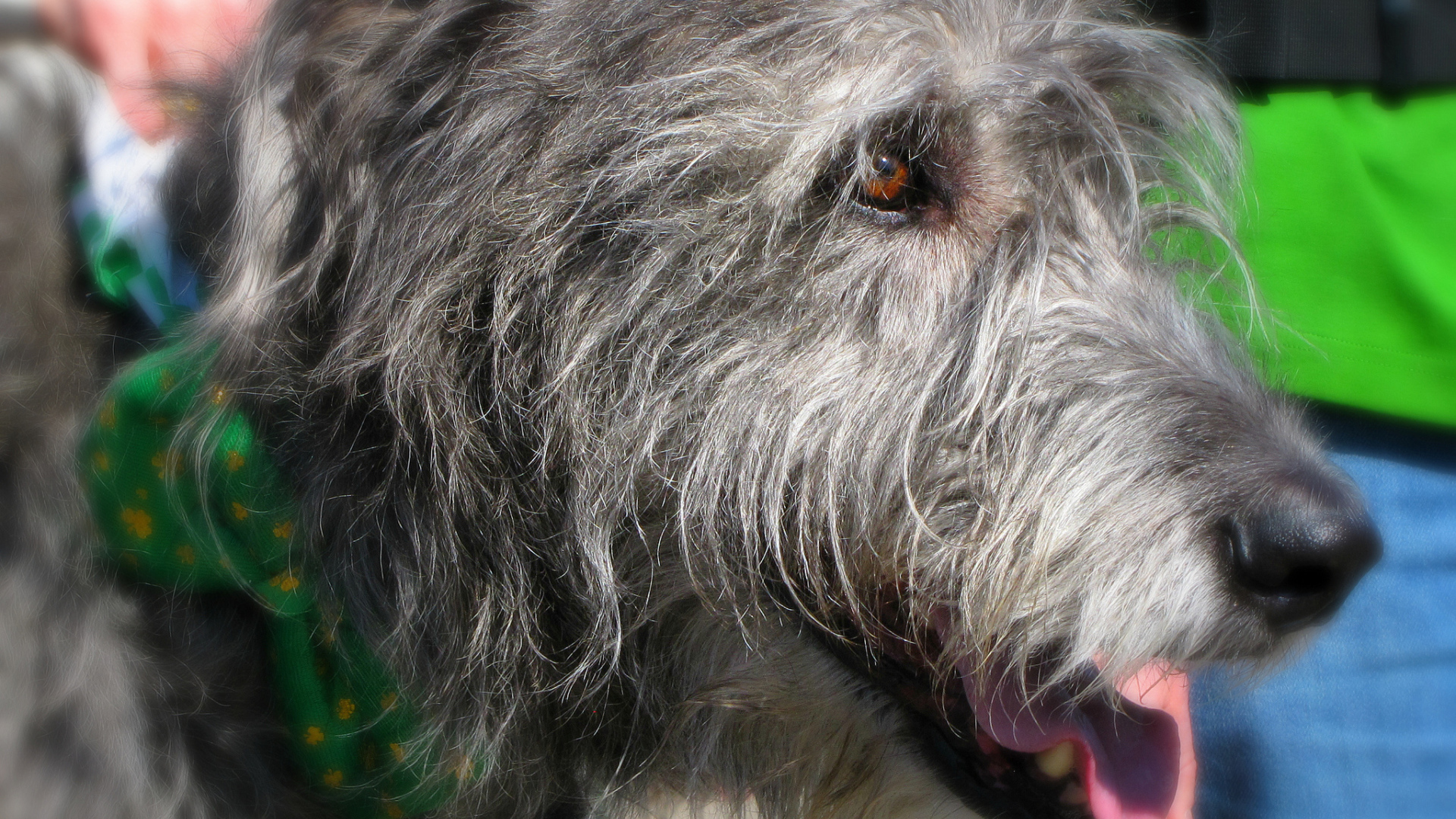 Лохматый ирландский волкодав