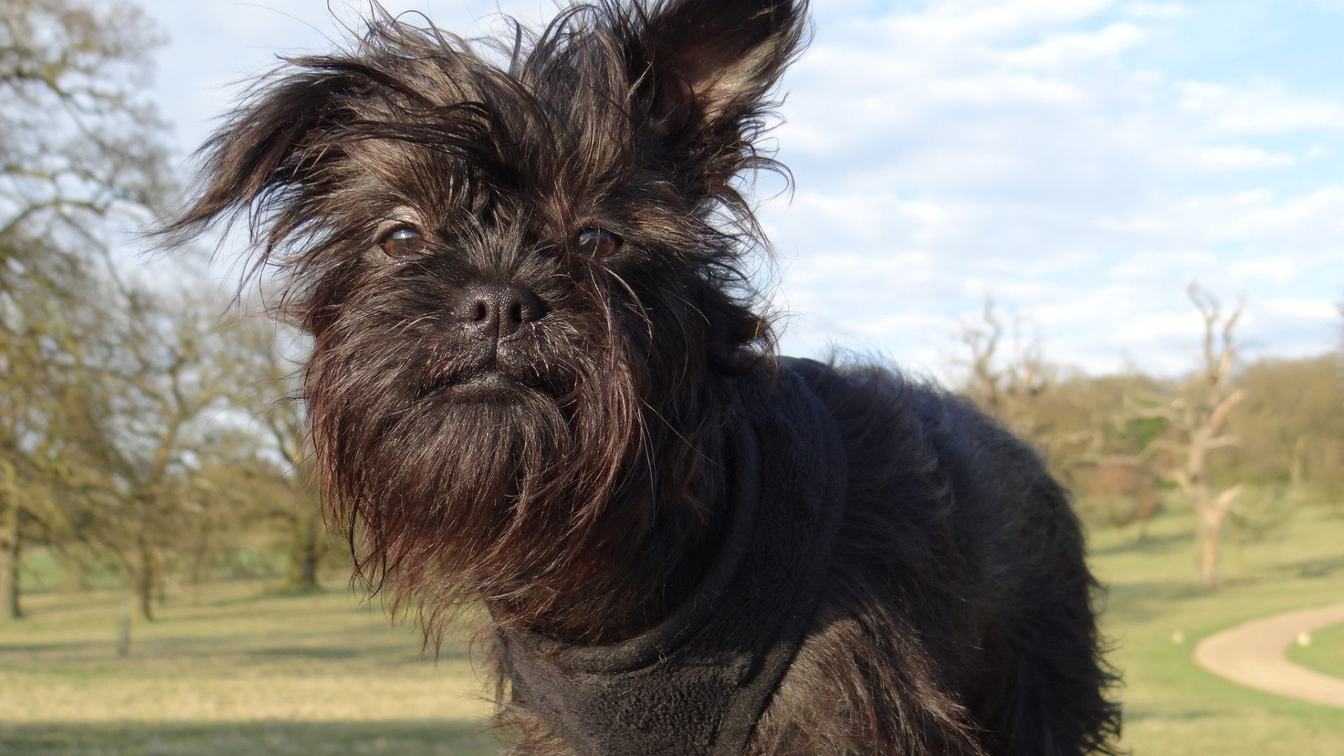 Лохматый пес аффенпинчер