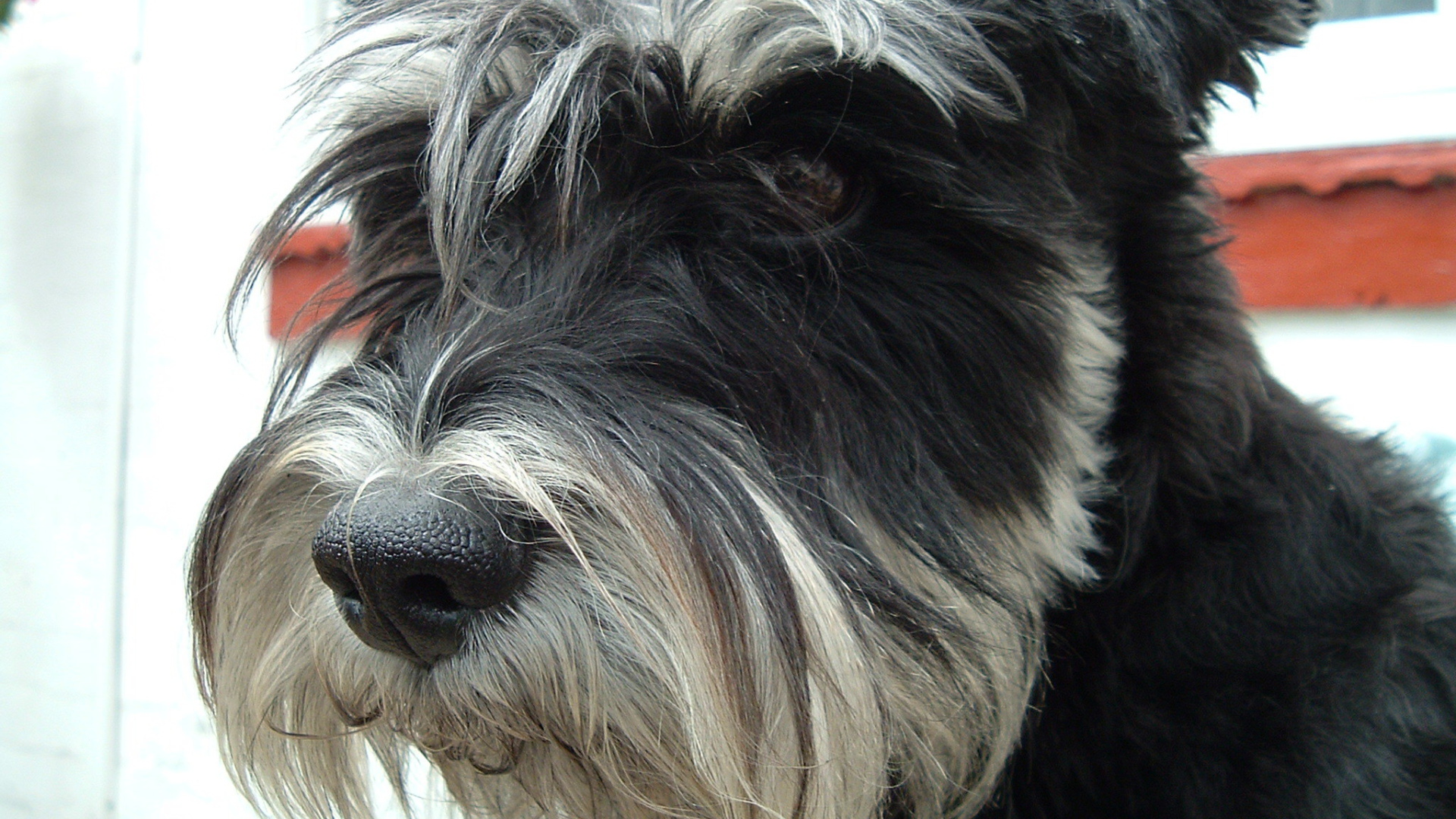 Лохматый пес шнауцер