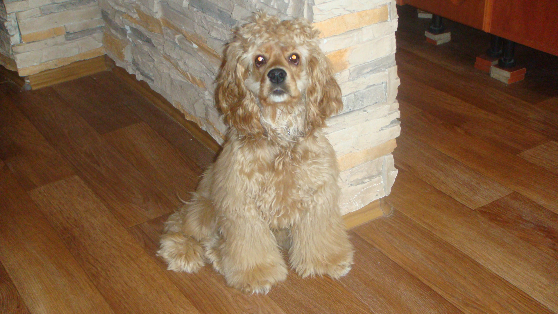 Лохматый спаниель в доме