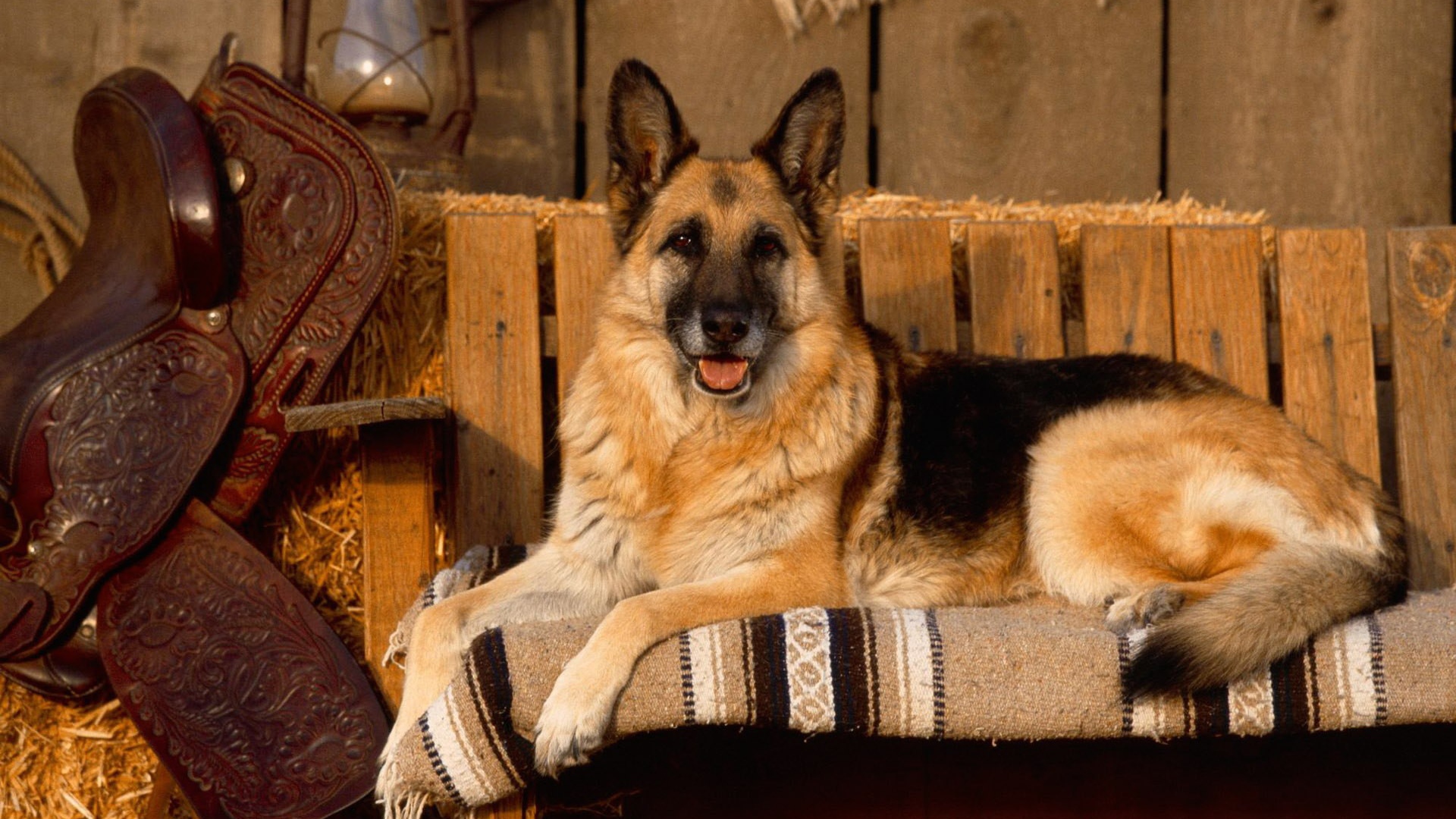 Овчарка позирует