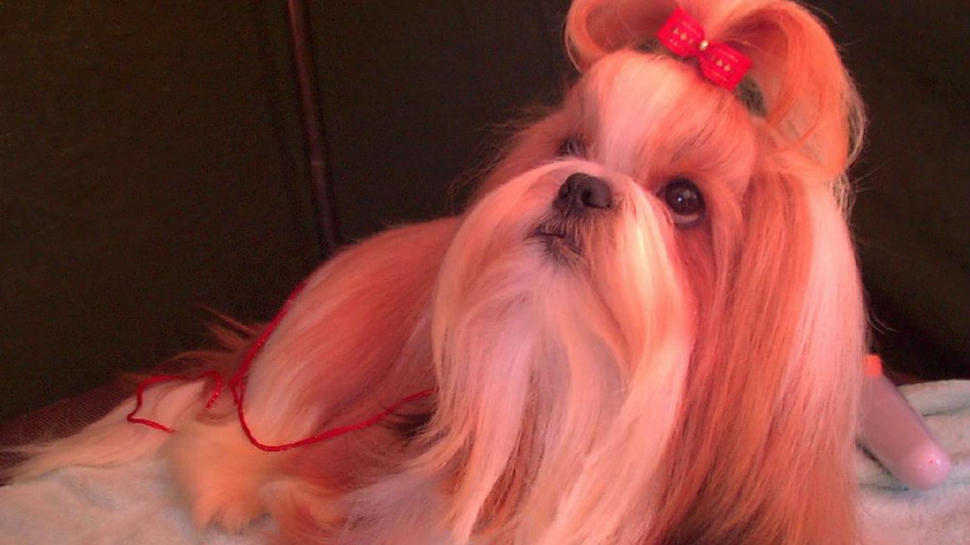 Собака шитцу с бантом