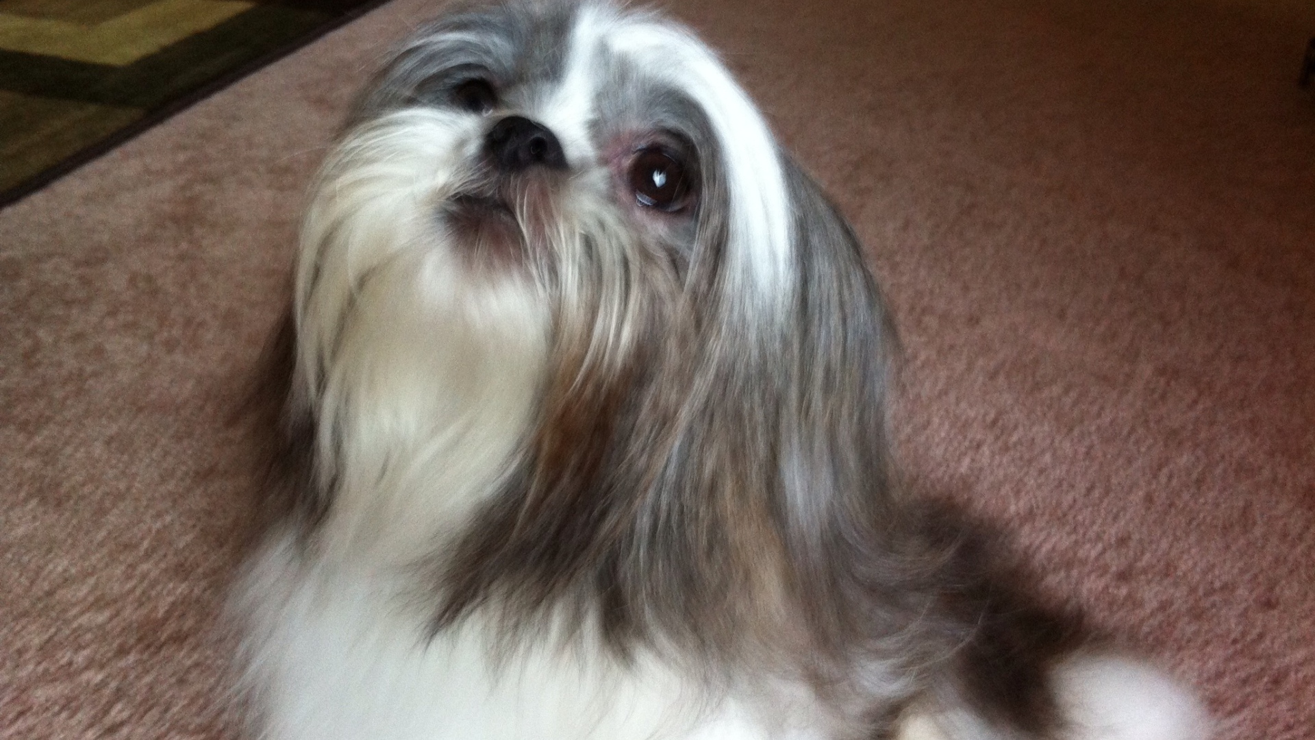 Шитцу смотрит вверх