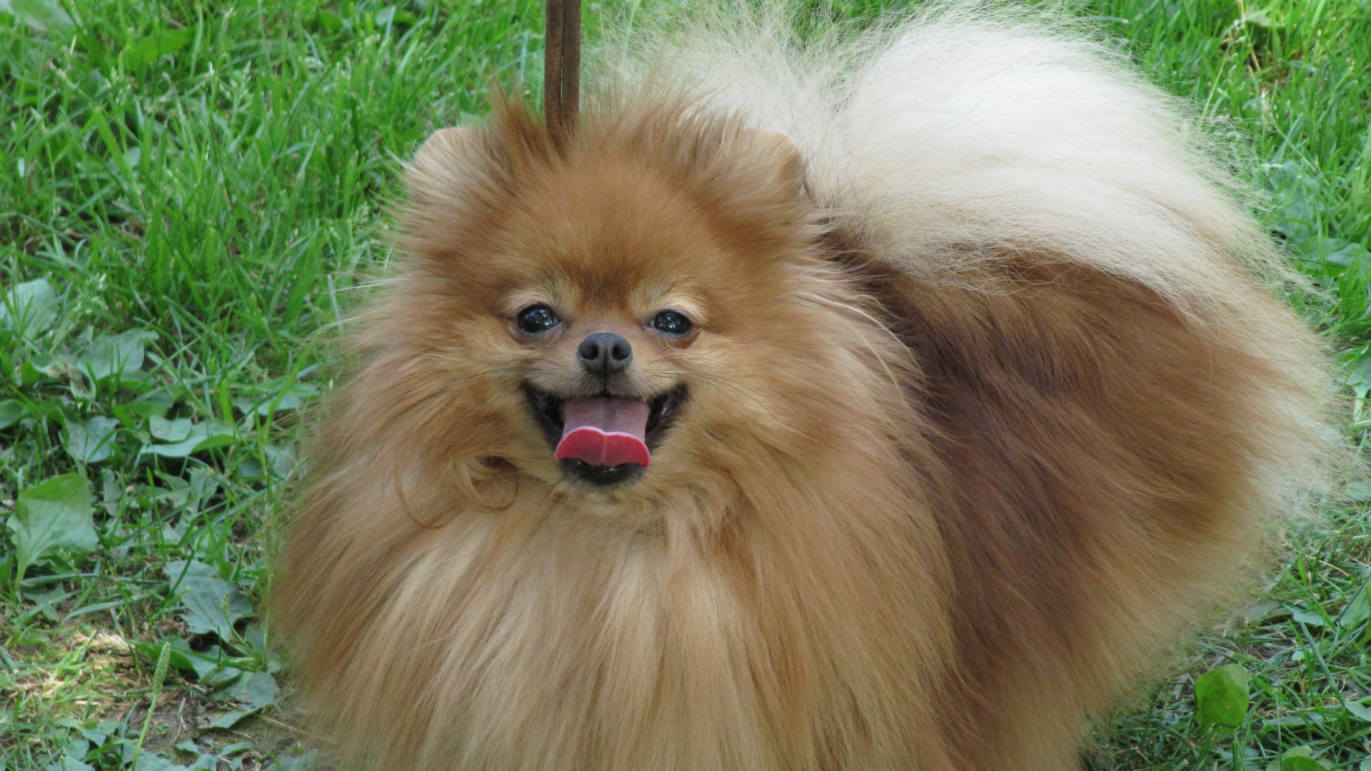 Шпиц на лугу улыбается