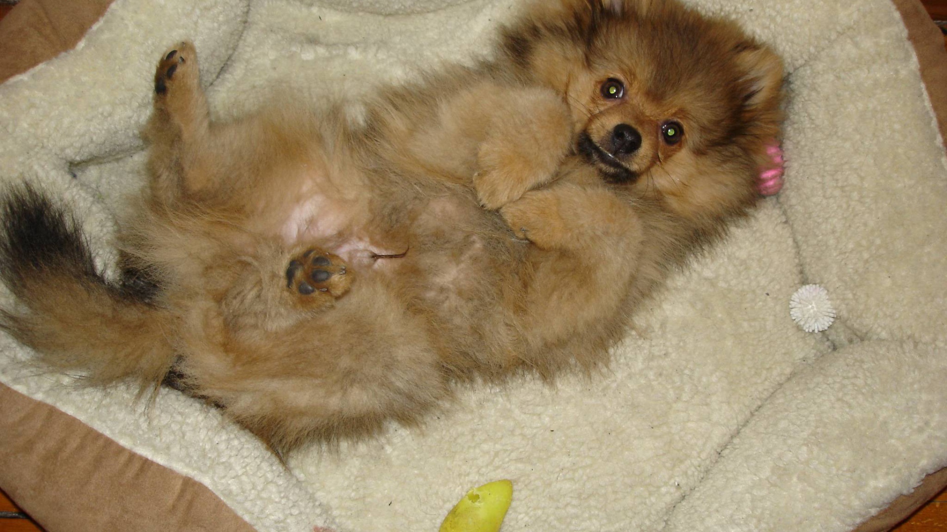 Шпиц отдыхает в кроватке