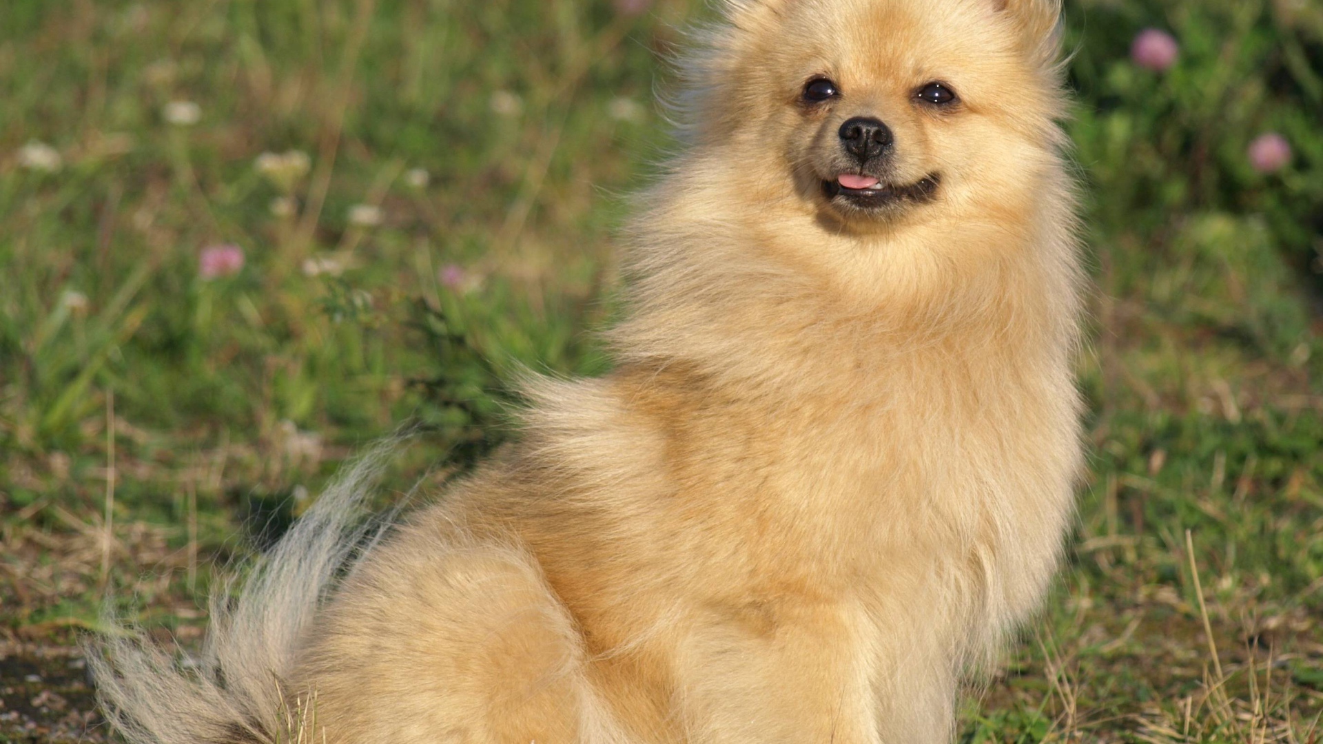 Шпиц на прогулке