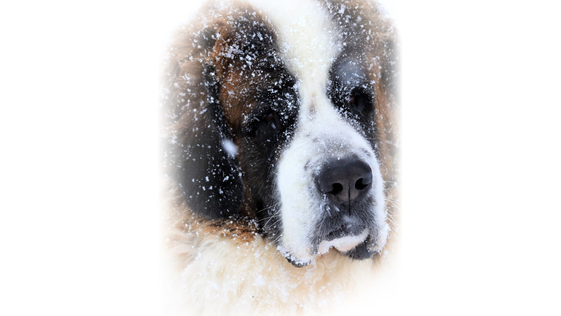 Сенбернара присыпало снегом