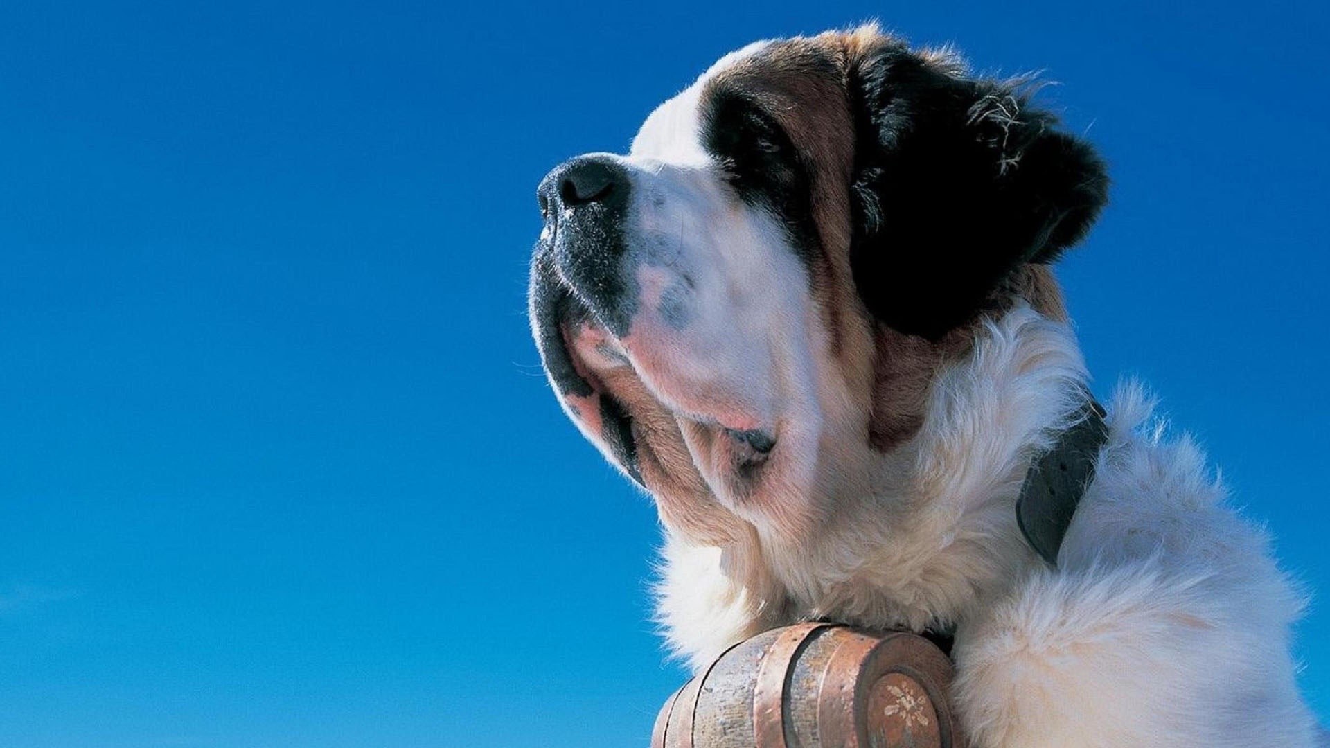 Сенбернар на фоне неба