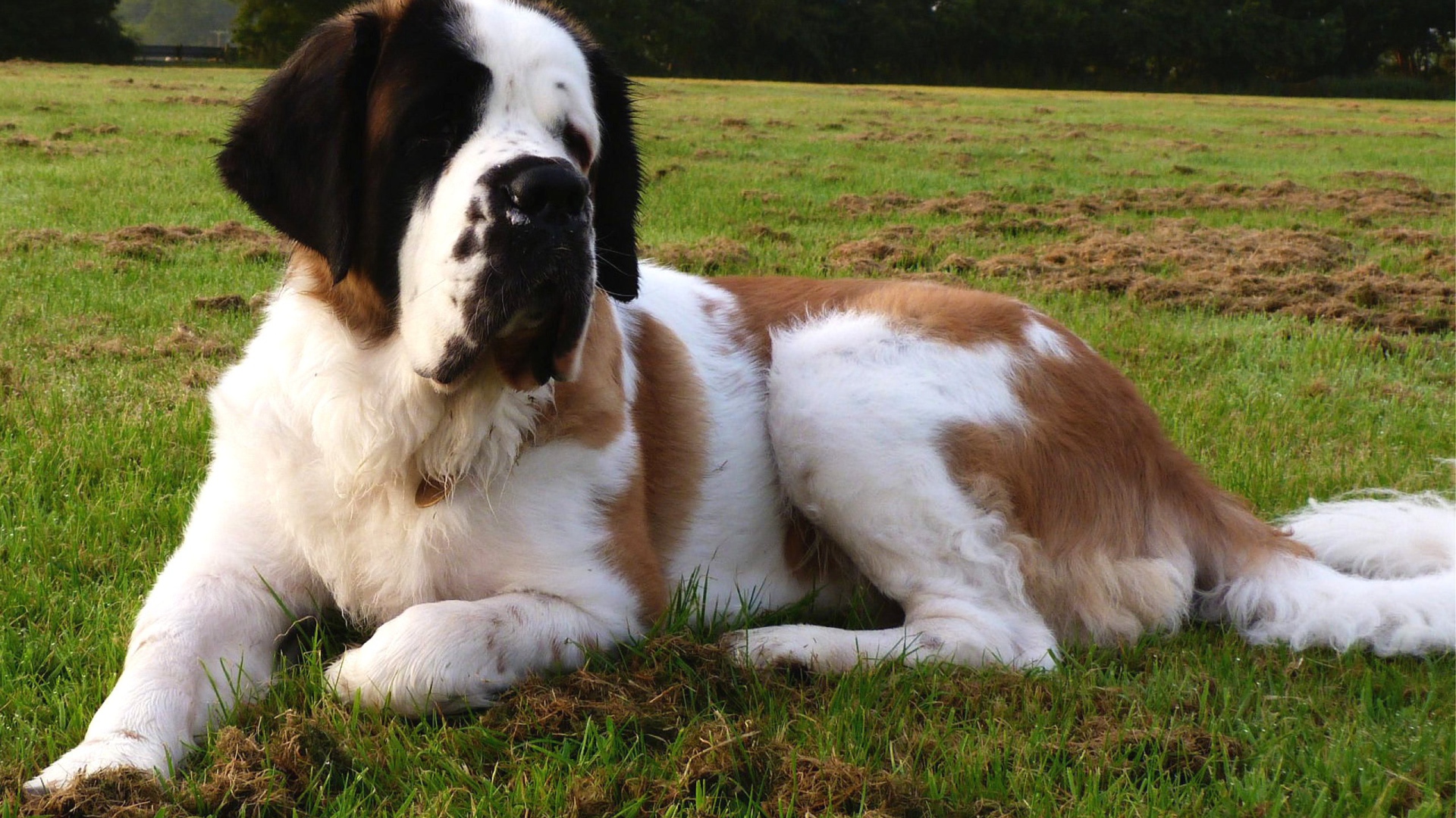 Сенбернар отдыхает на газоне
