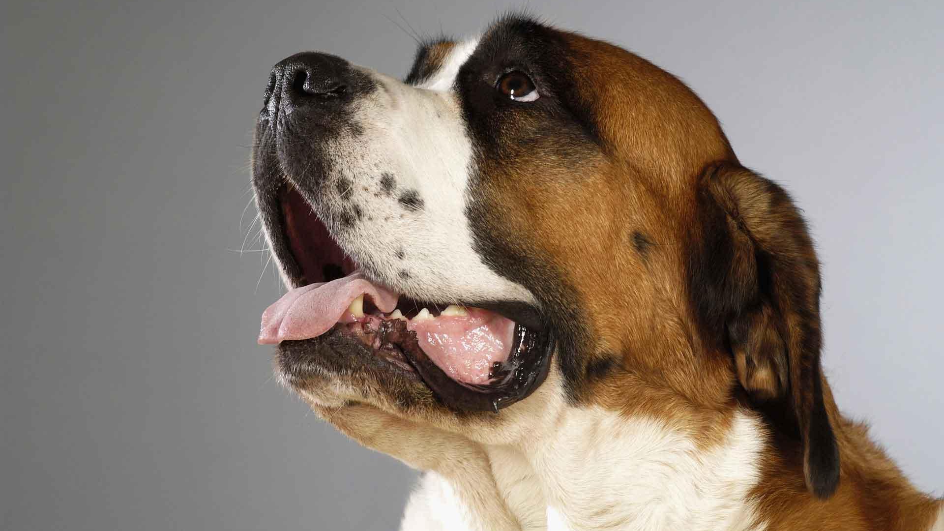 Пасть собаки сенбернара