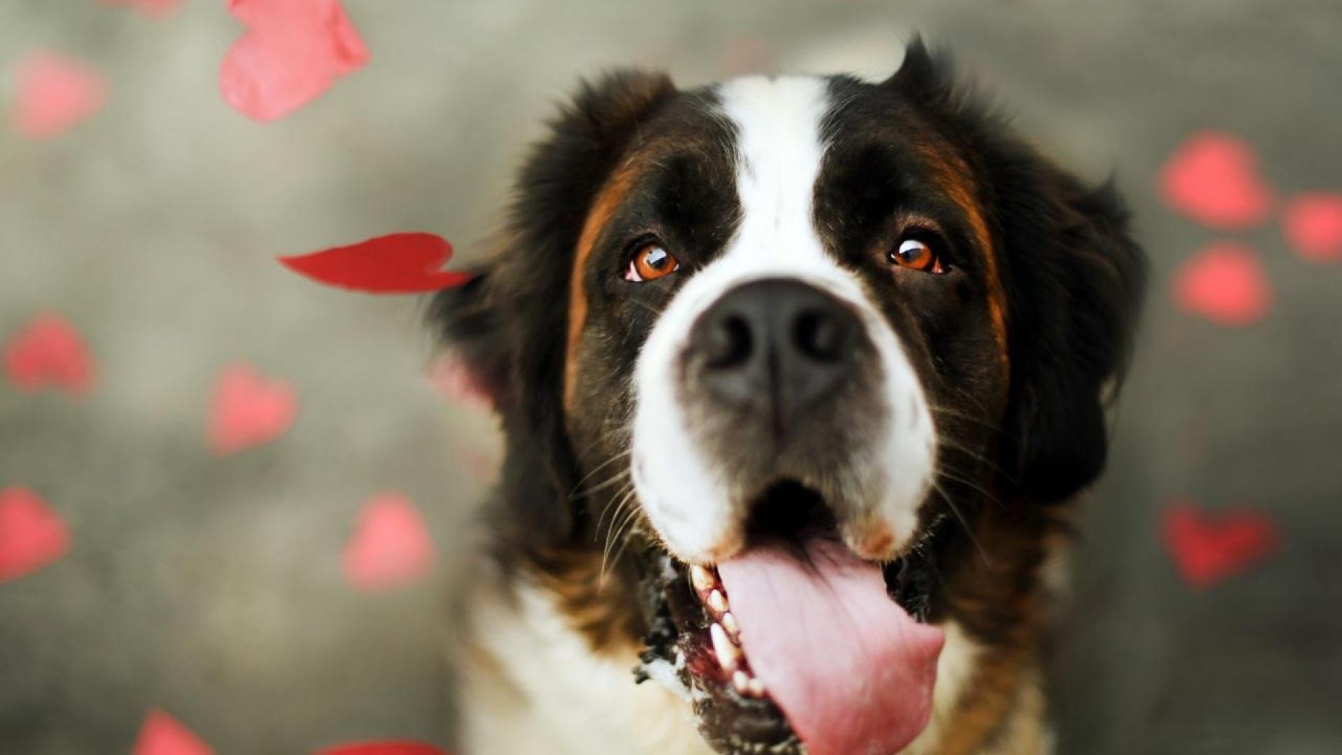 Сенбернар среди сердец