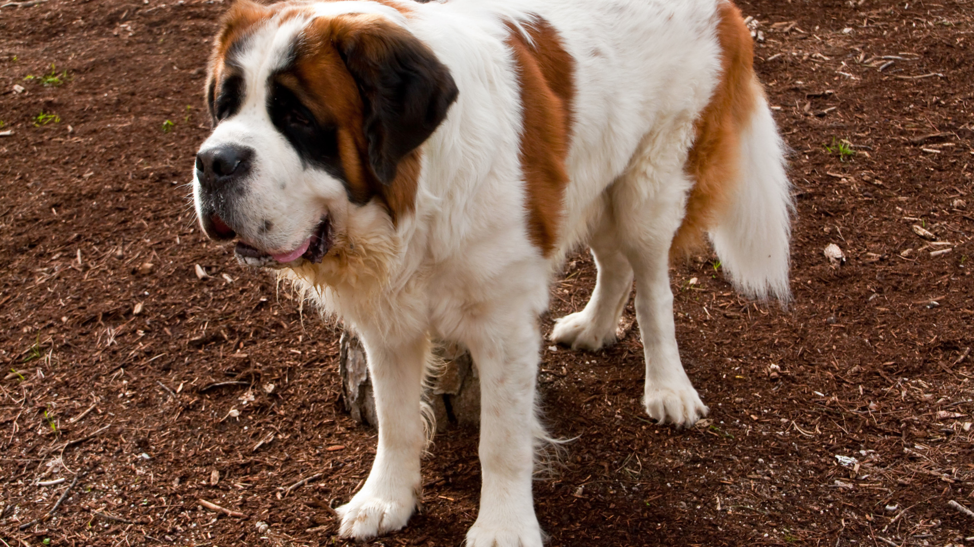 Сенбернар на земле