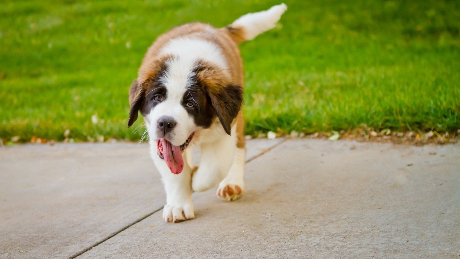 Сенбернар на дорожке