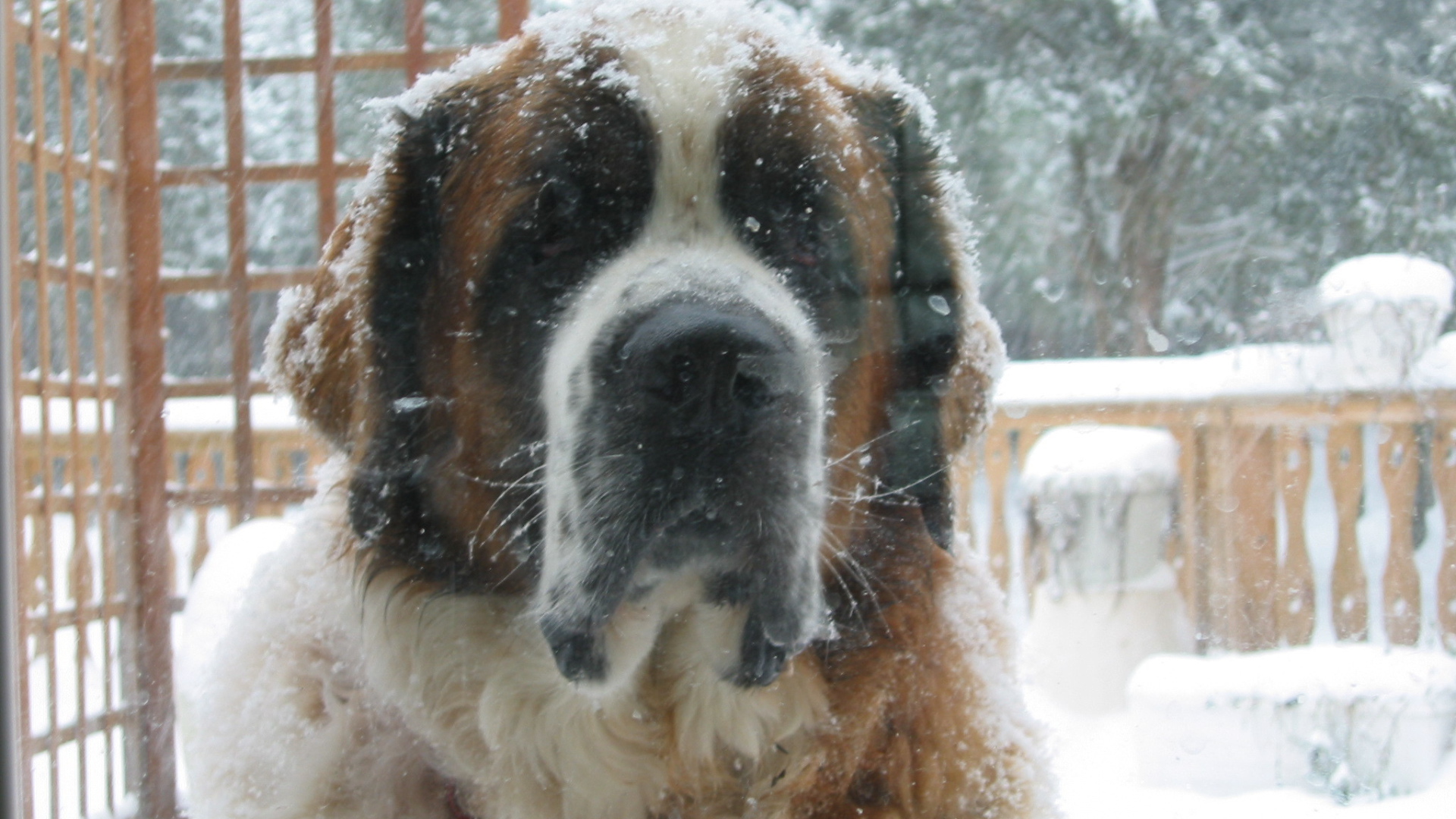 Сенбернара заметает снегом