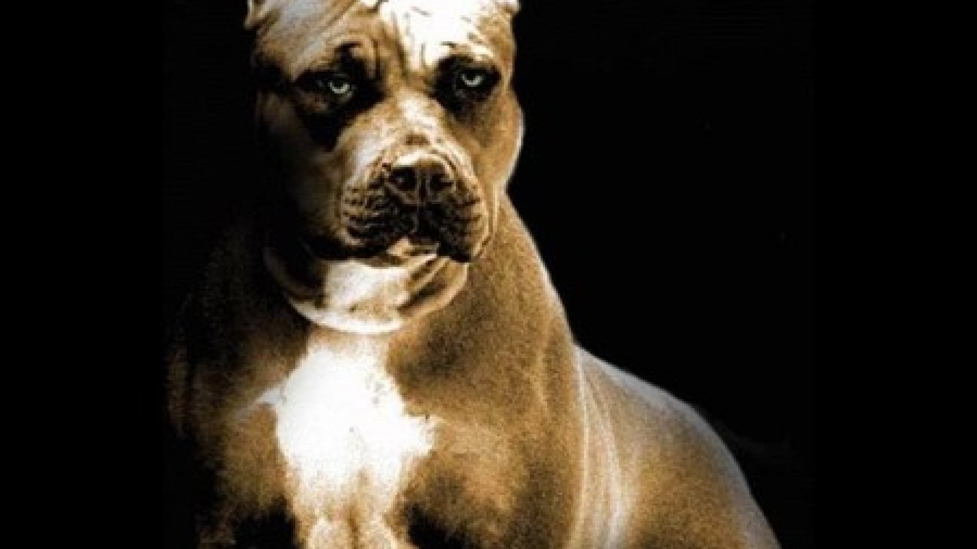 Строгий взгляд питбуля