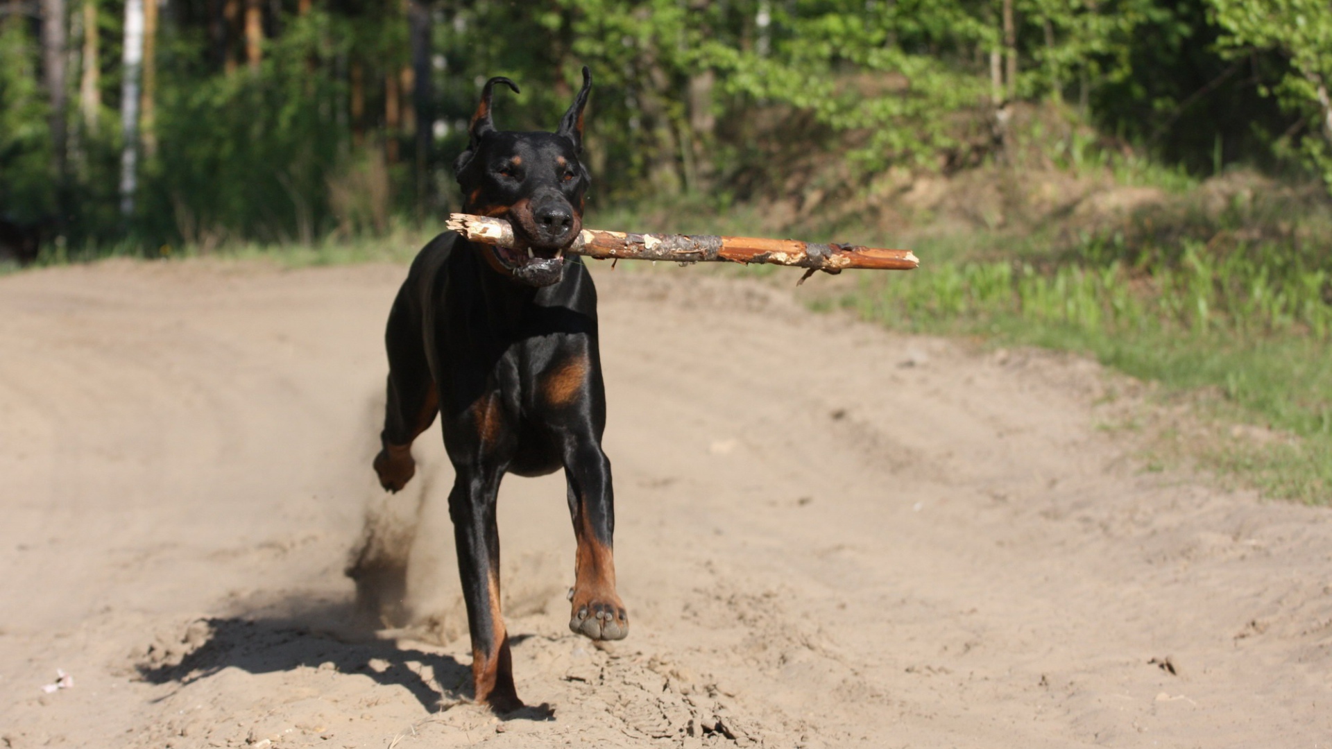 Палка в зубах добермана