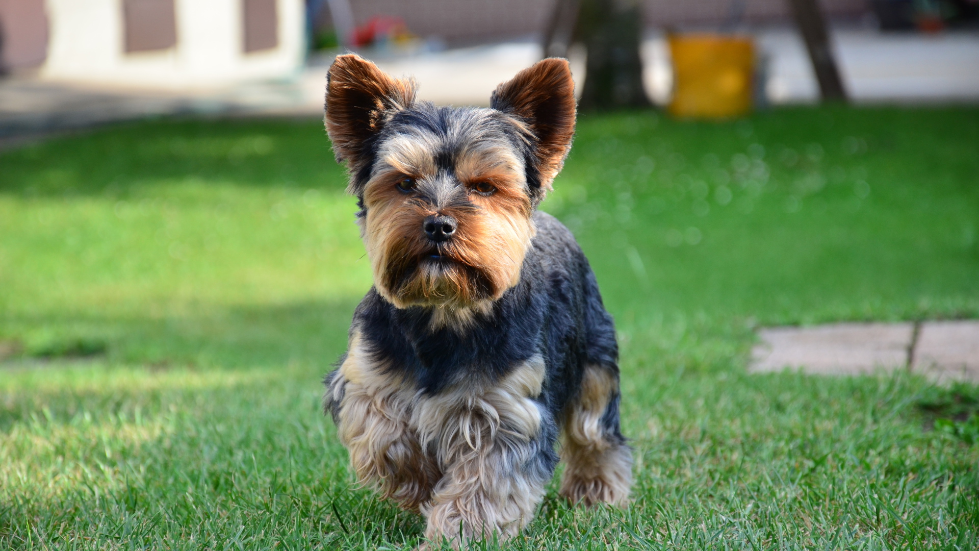 Строгий йоркширский терьер
