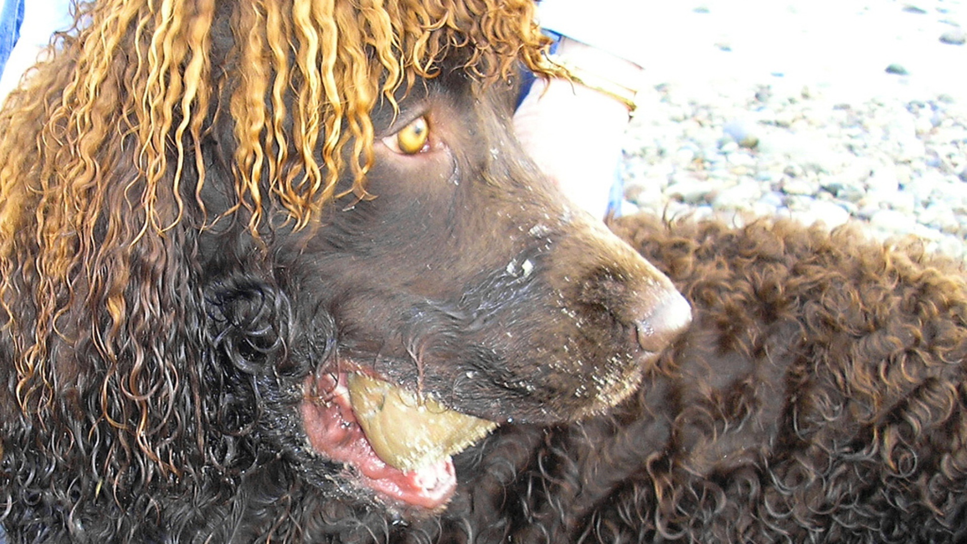 Удивленный ирландский водяной спаниель