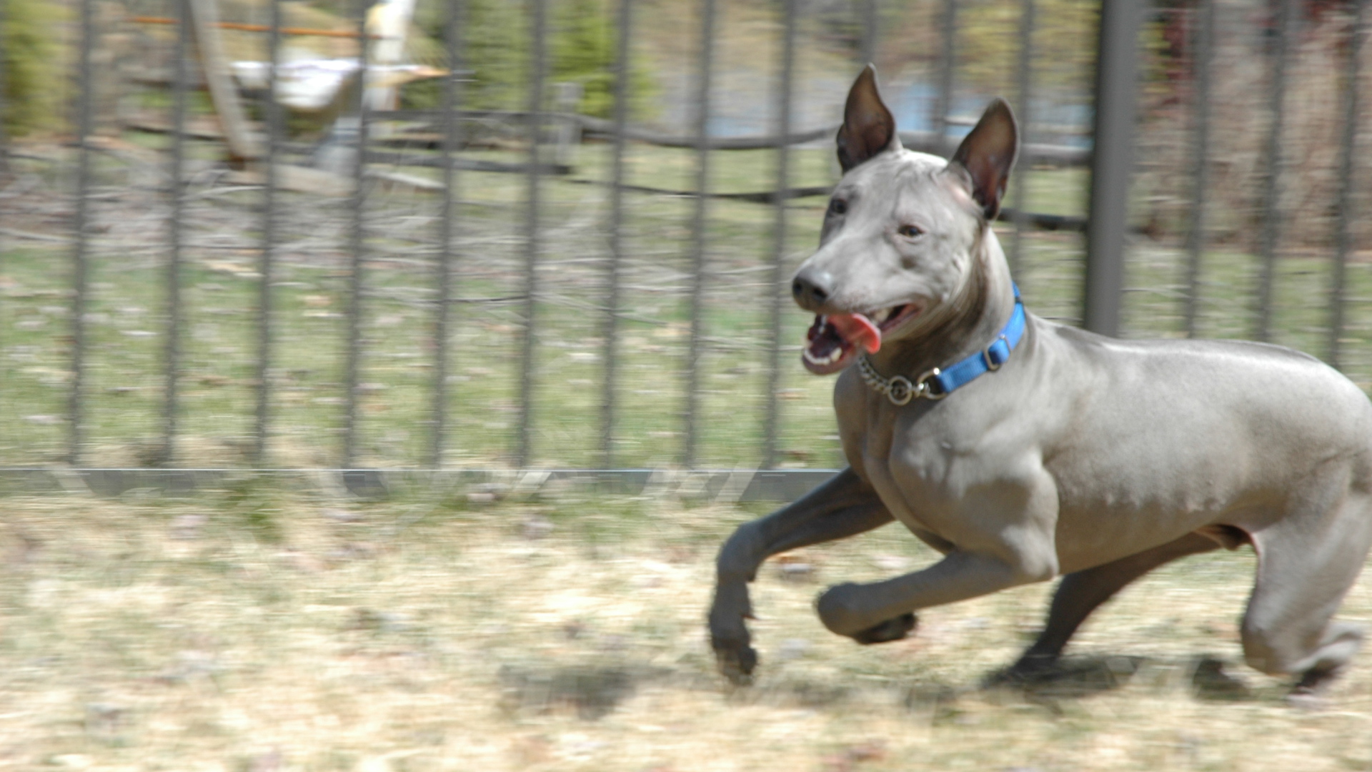 Стремительный тайский риджбек