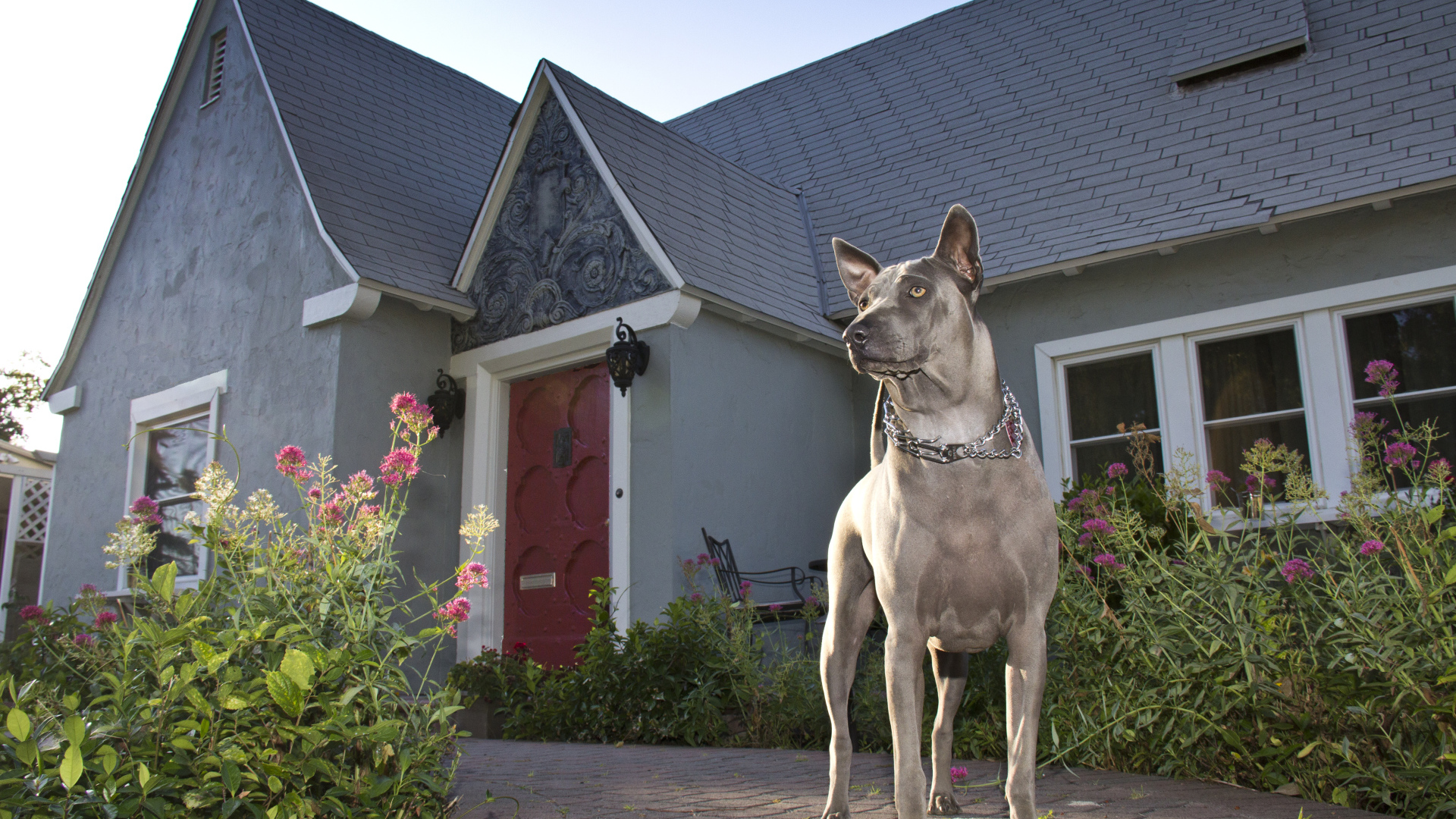 Тайский риджбек охраняет дом