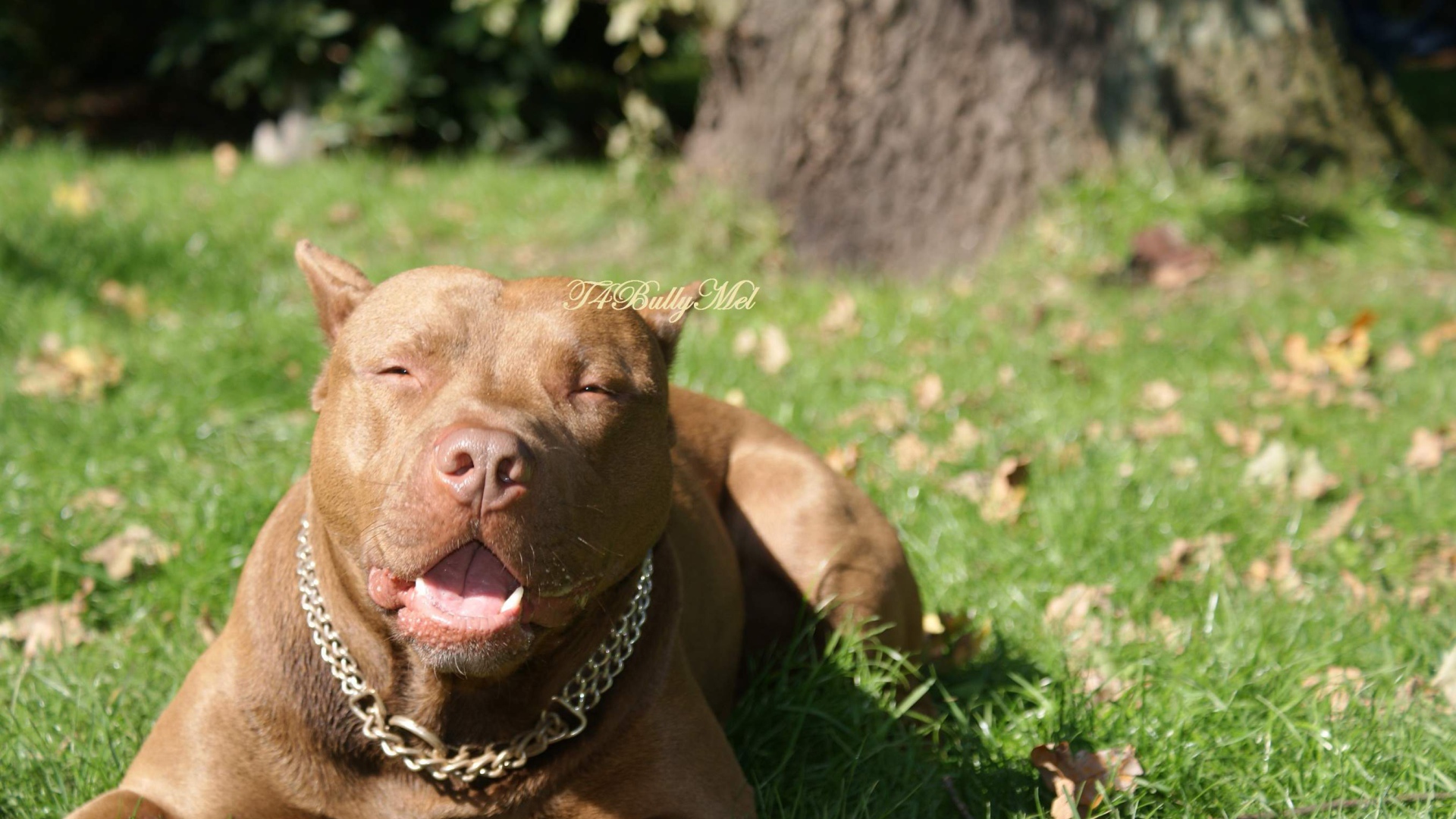 Питбуль лежит на траве