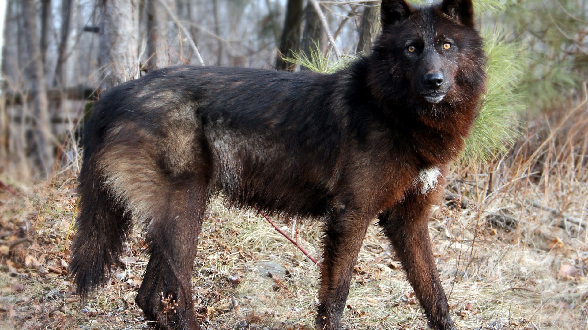 Дикая собака