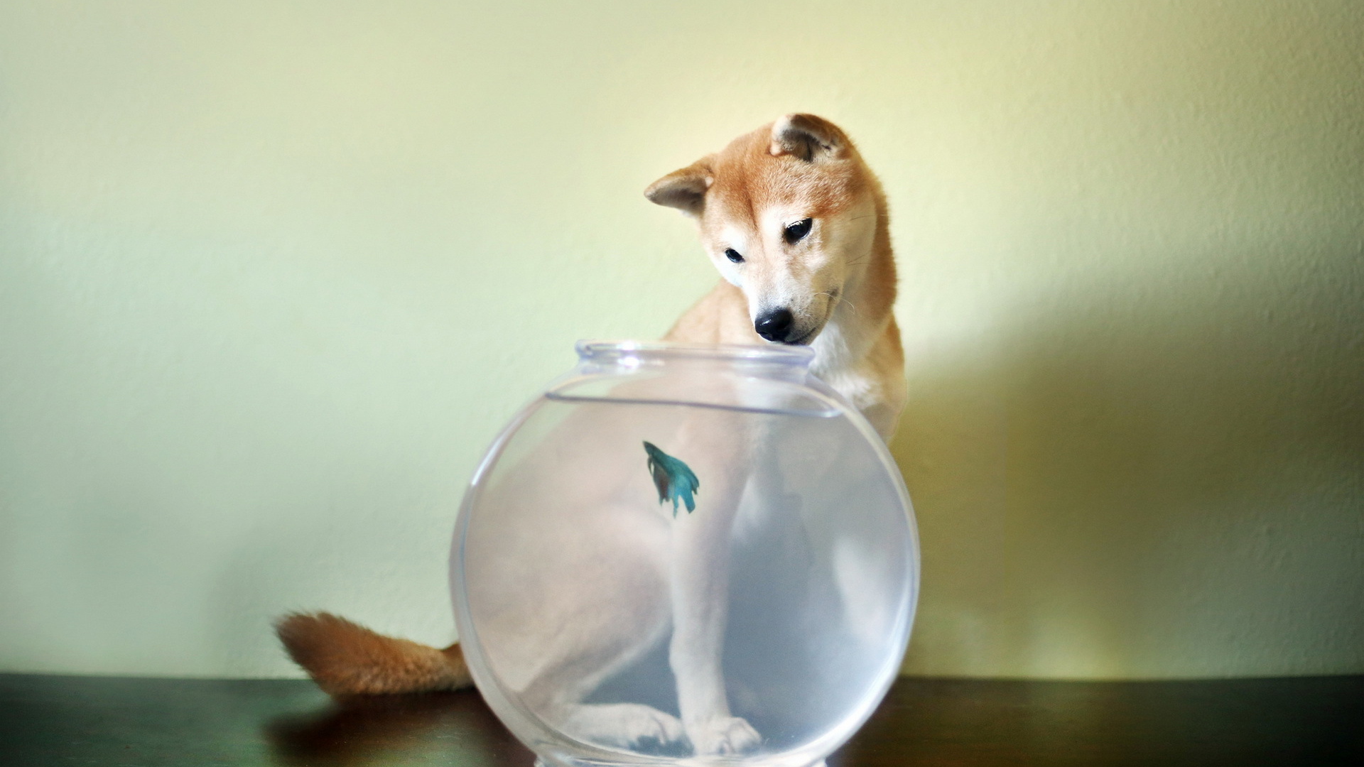 Собака смотрит на рыбу