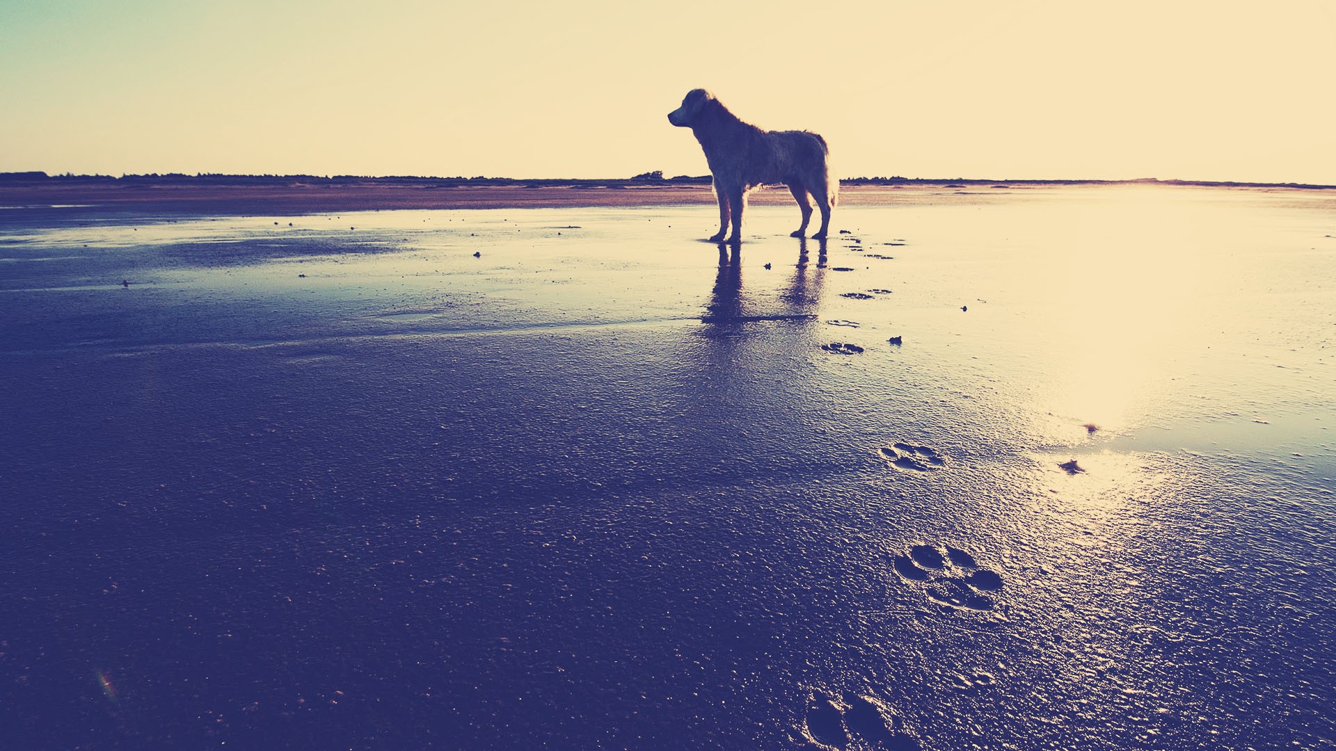 Собака на пляже