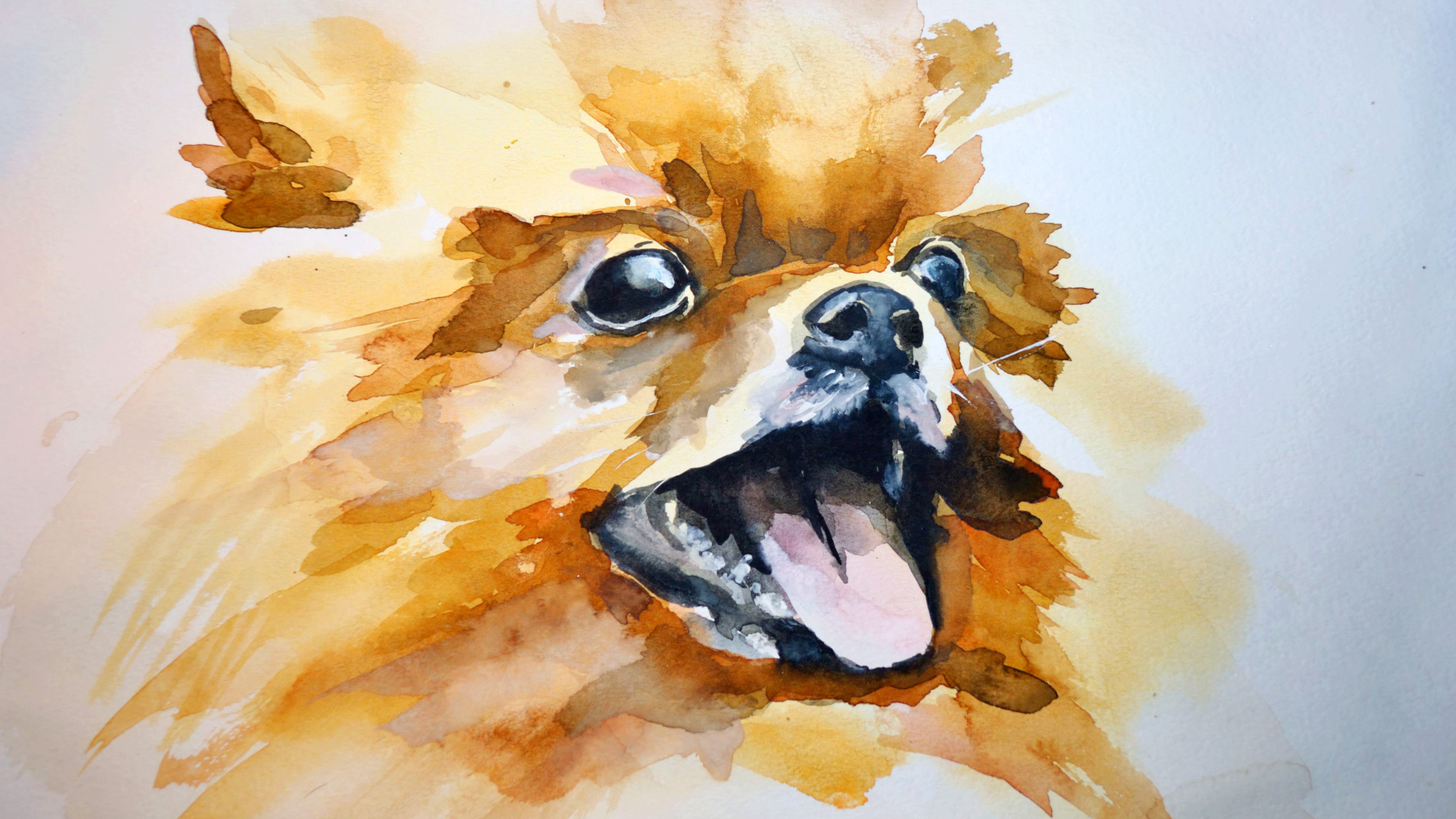 На рисунке шпиц