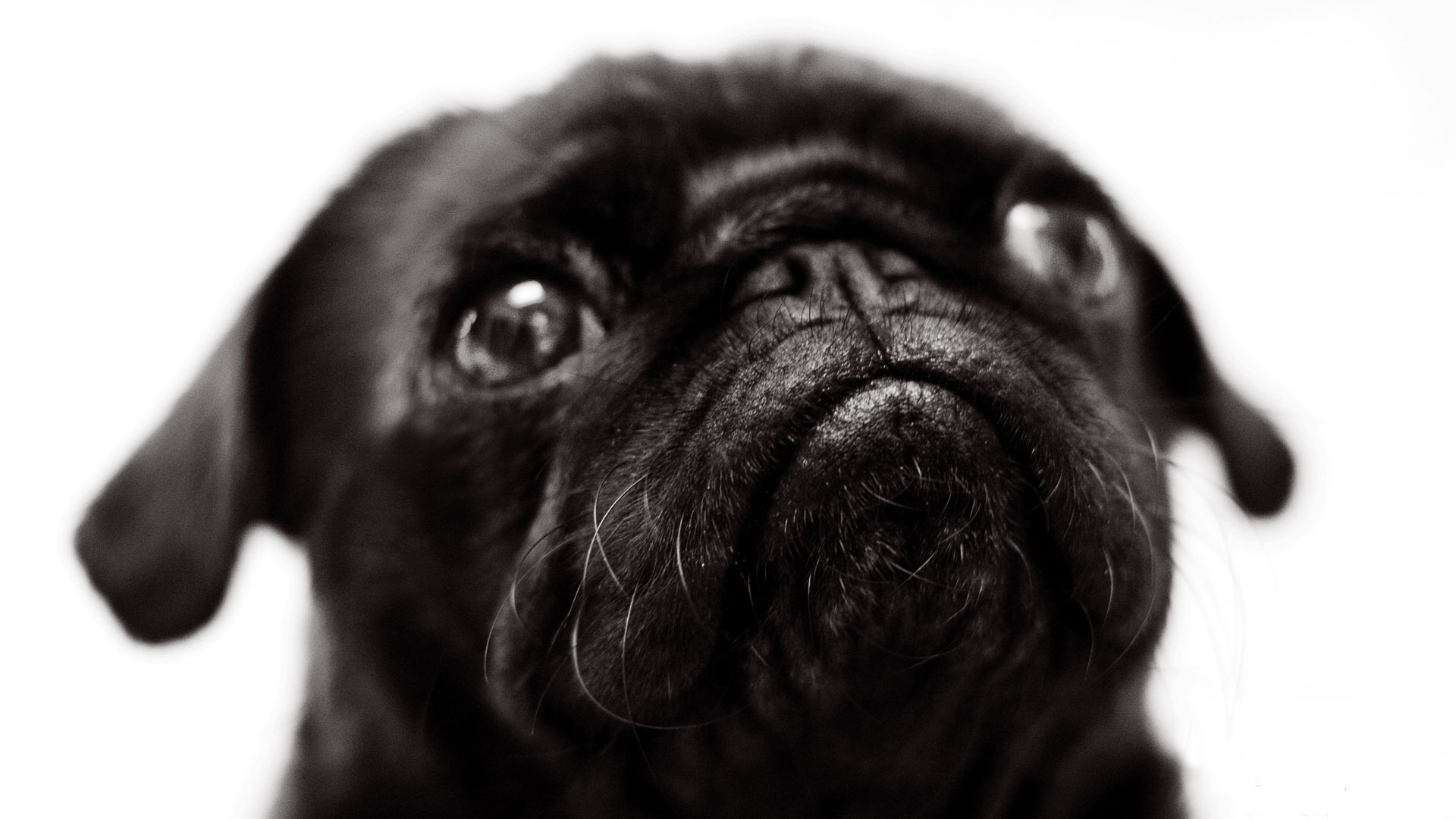 Морда черной собаки