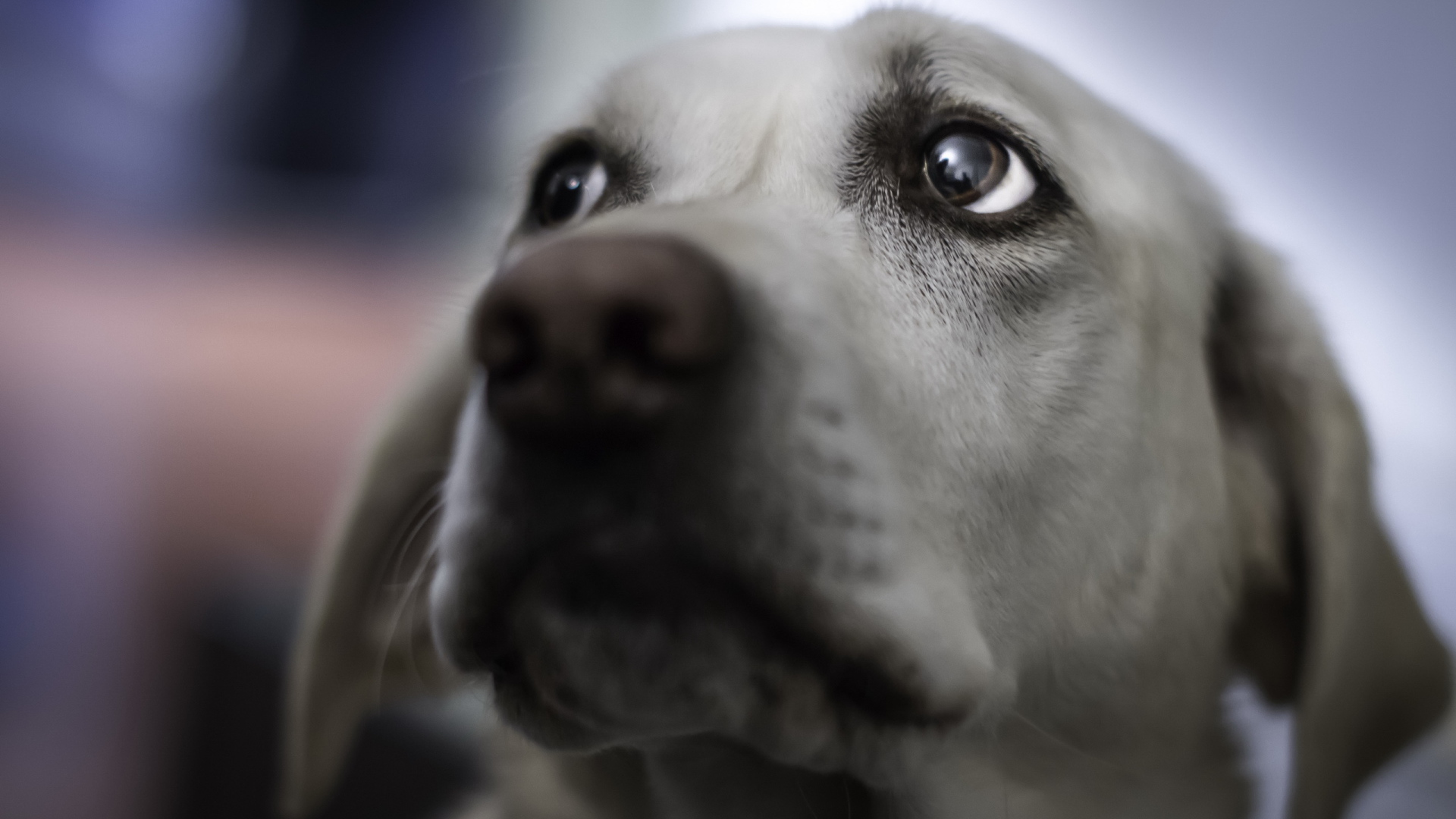 Взгляд собаки