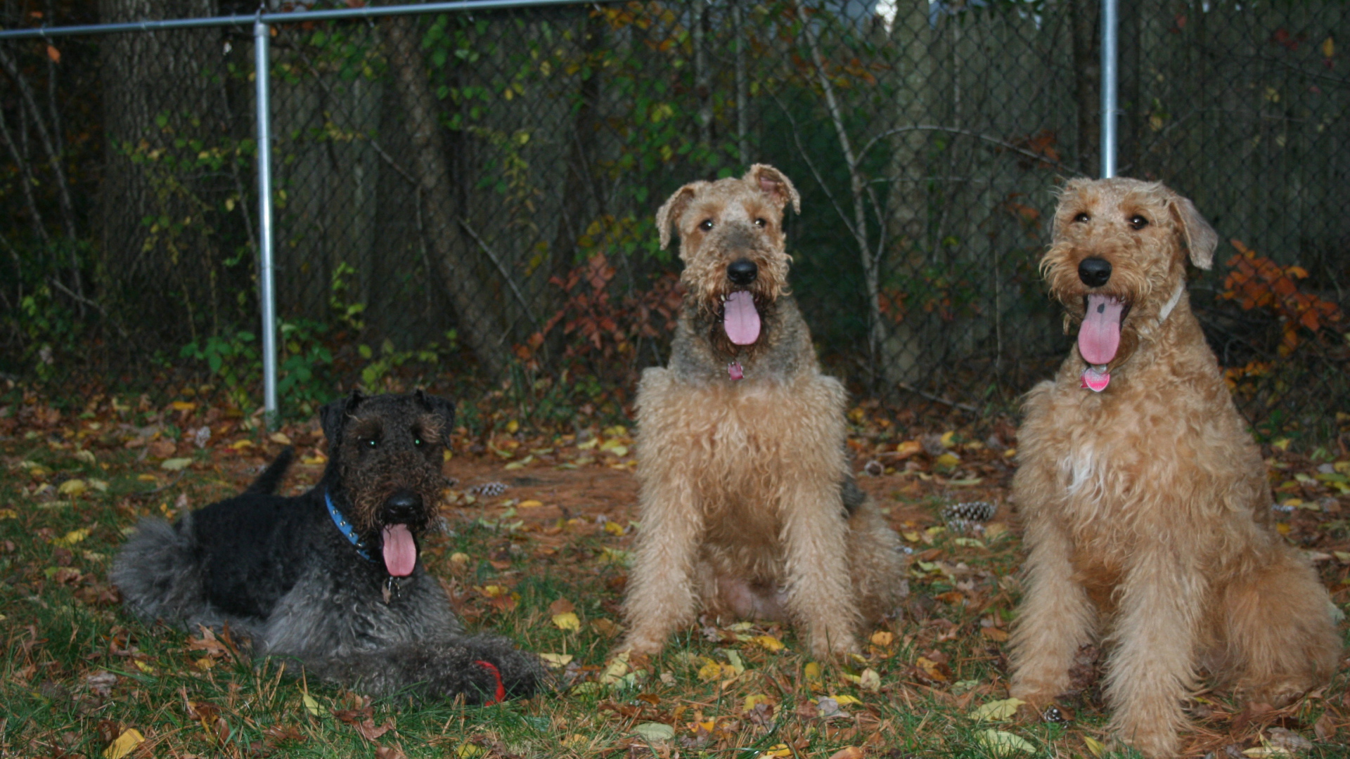 Три эрдельтерьера на охране