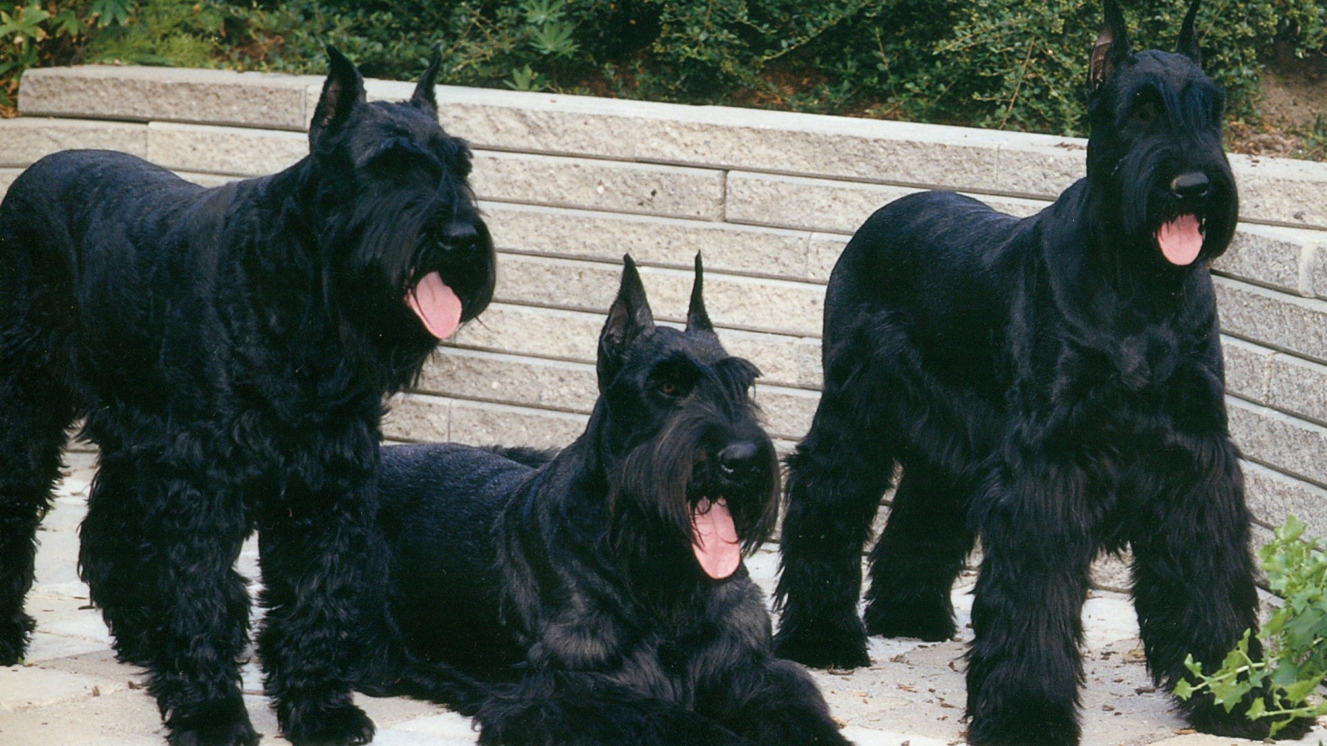 Три больших шнауцера
