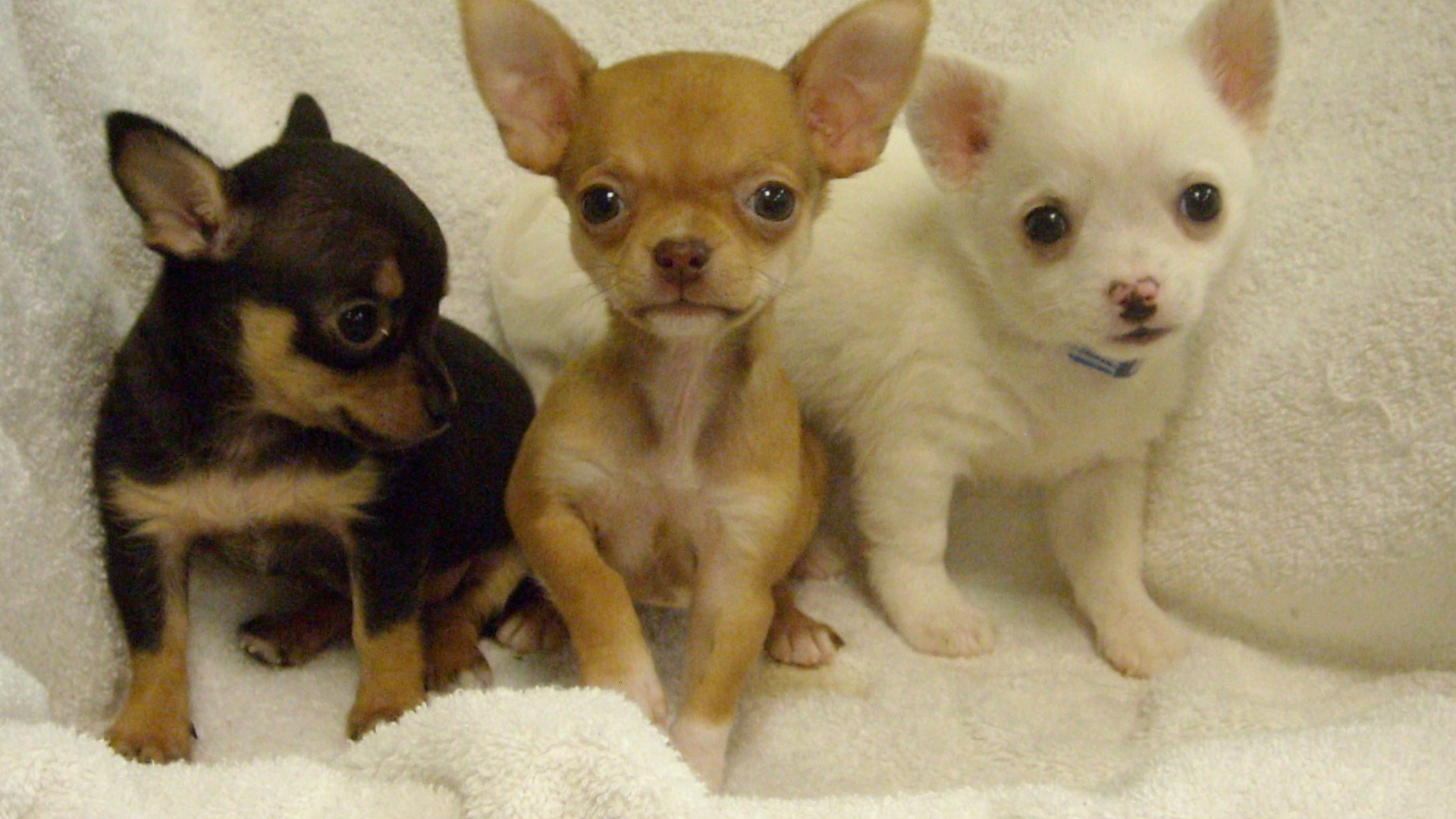 Три щенка чихуахуа
