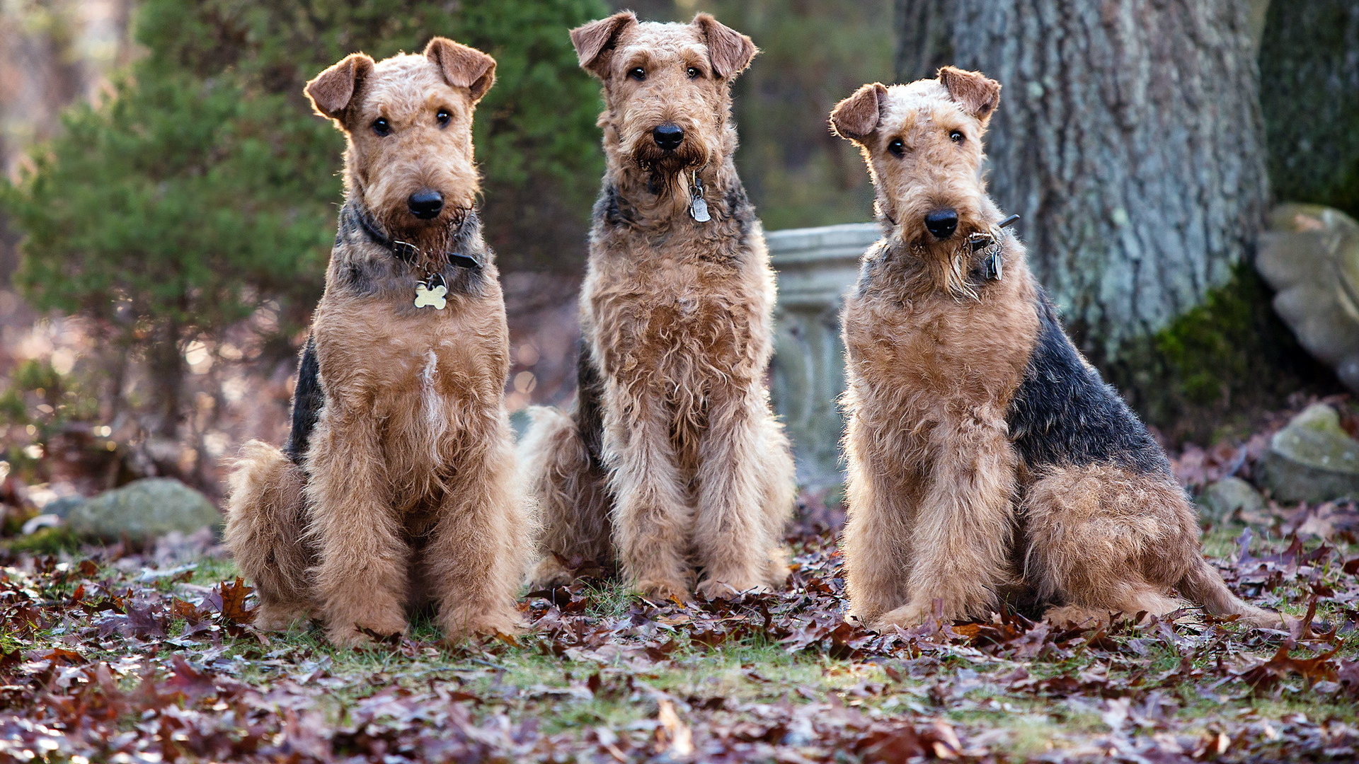 Три собаки эрдельтерьера