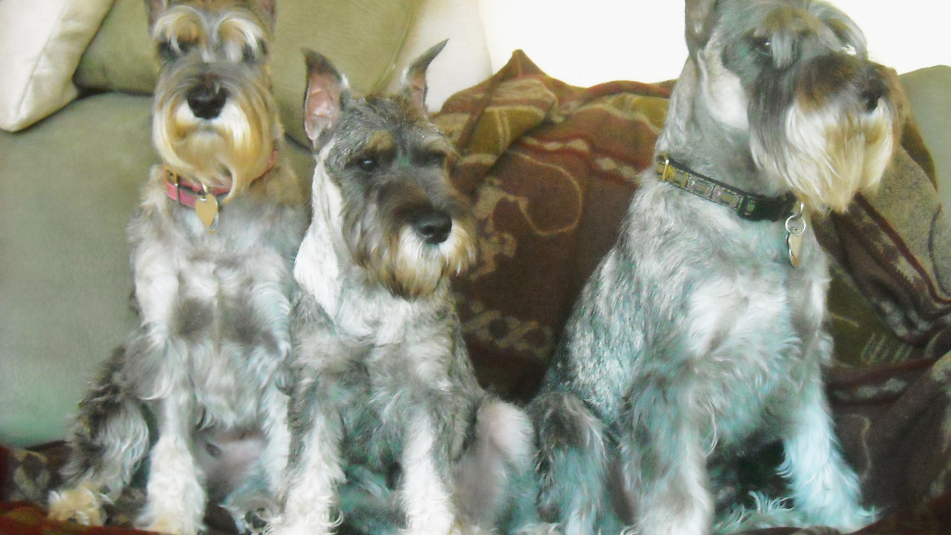 Три собаки шнауцера