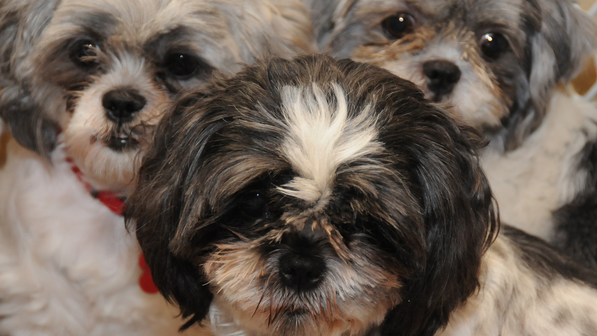 Три друга шитцу