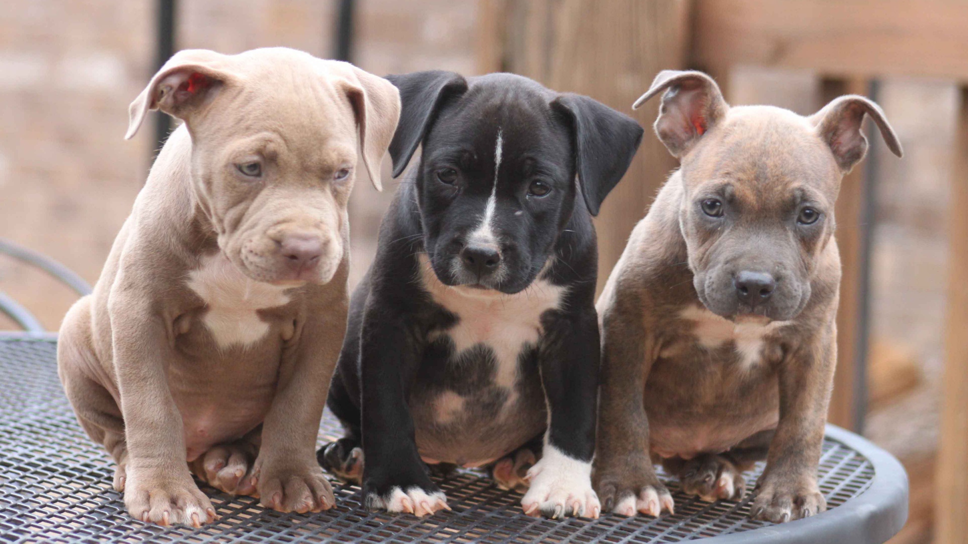 Три щенка питбуля