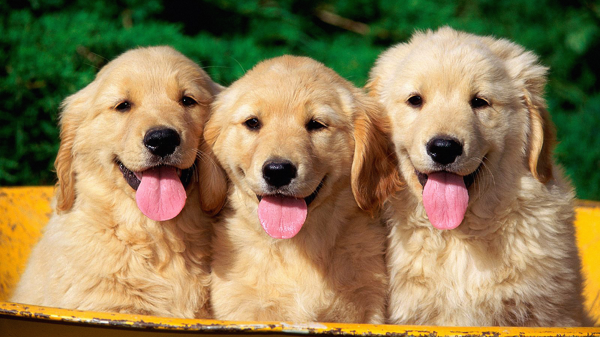 Три щенка ретривера