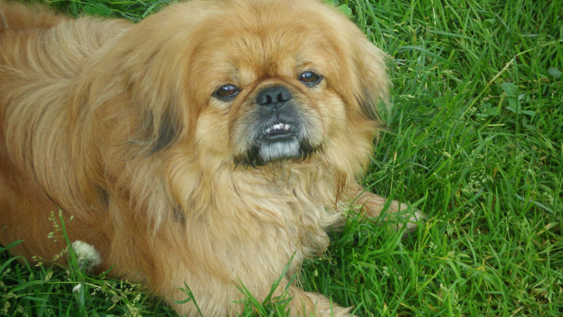 Зубастый пекинес на траве