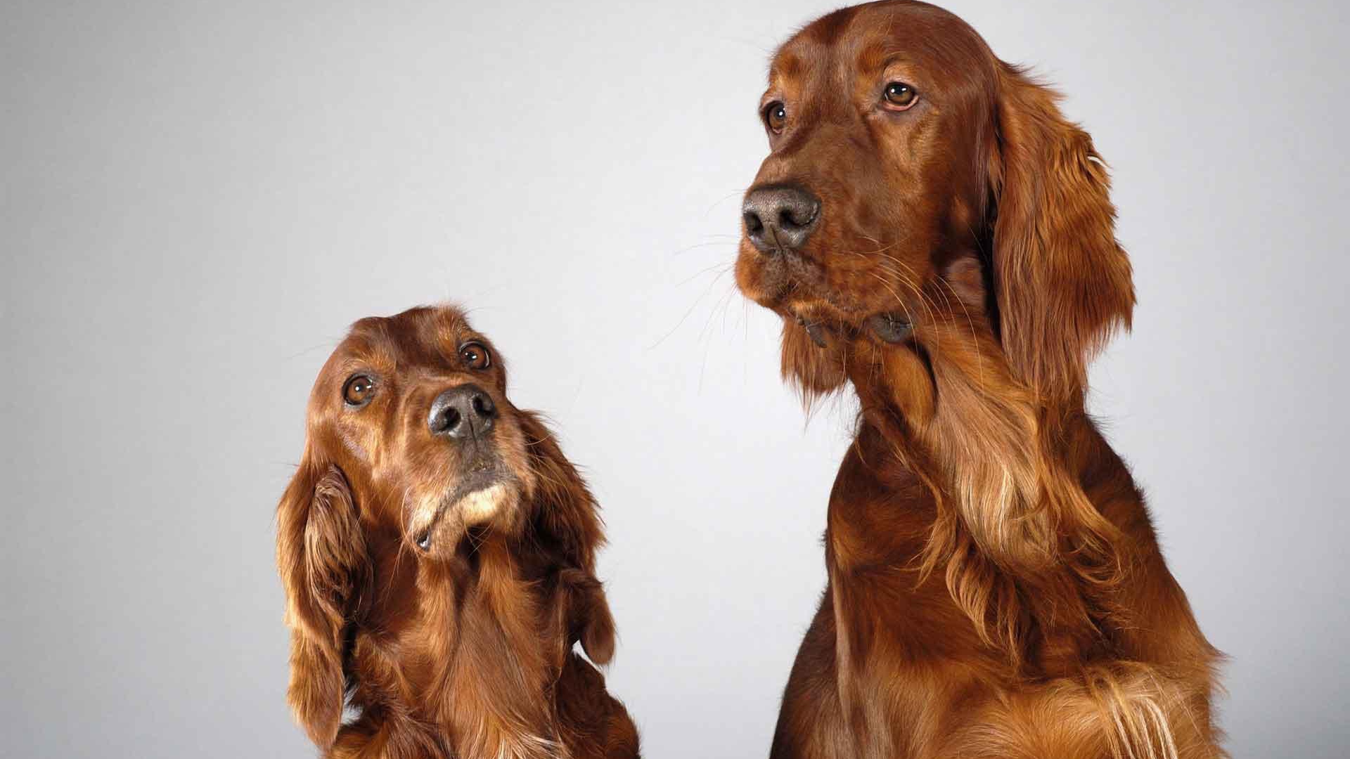 Два английских кокер спаниеля