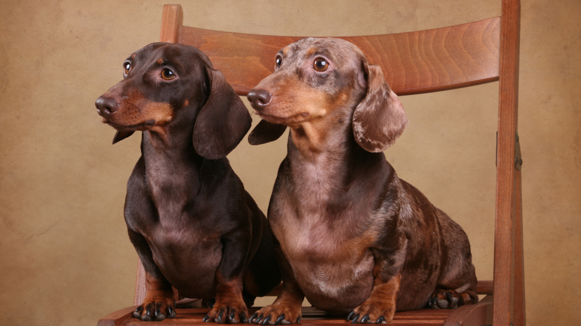 Две таксы на стуле