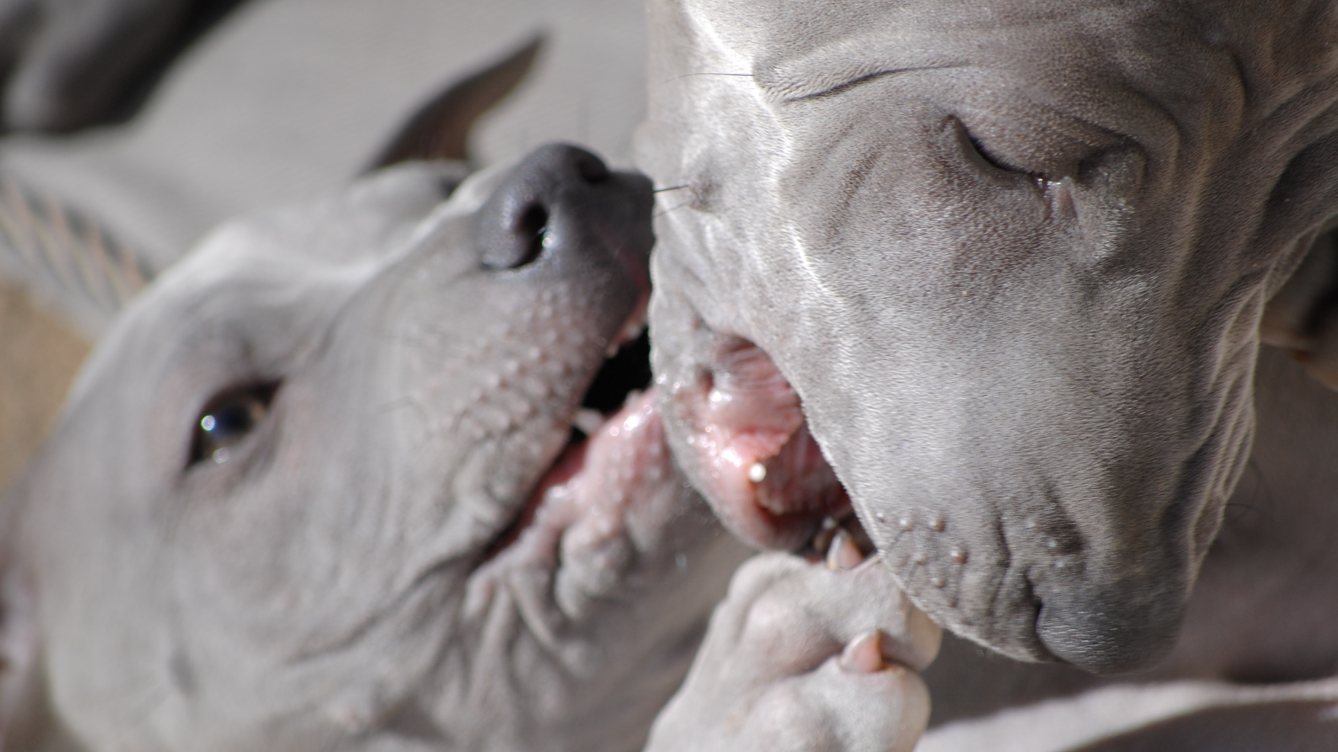 Две собаки тайский риджбек